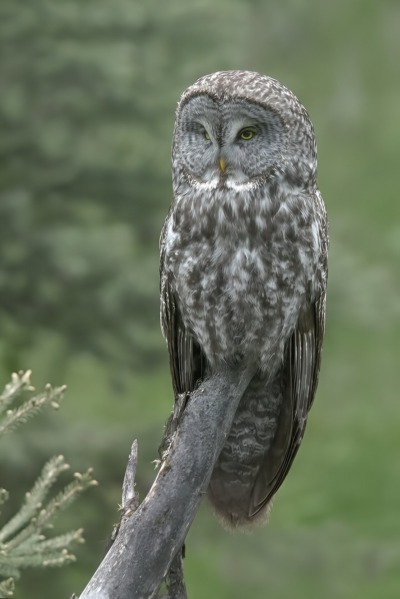 #Machine learning provides a new picture of the great gray owl