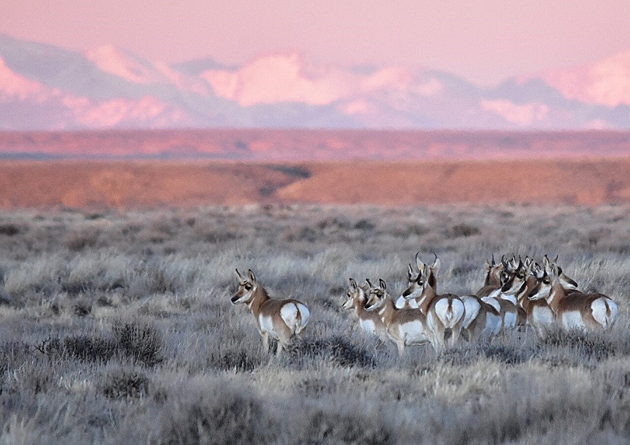 Researchers map 33 new big game migrations across American West