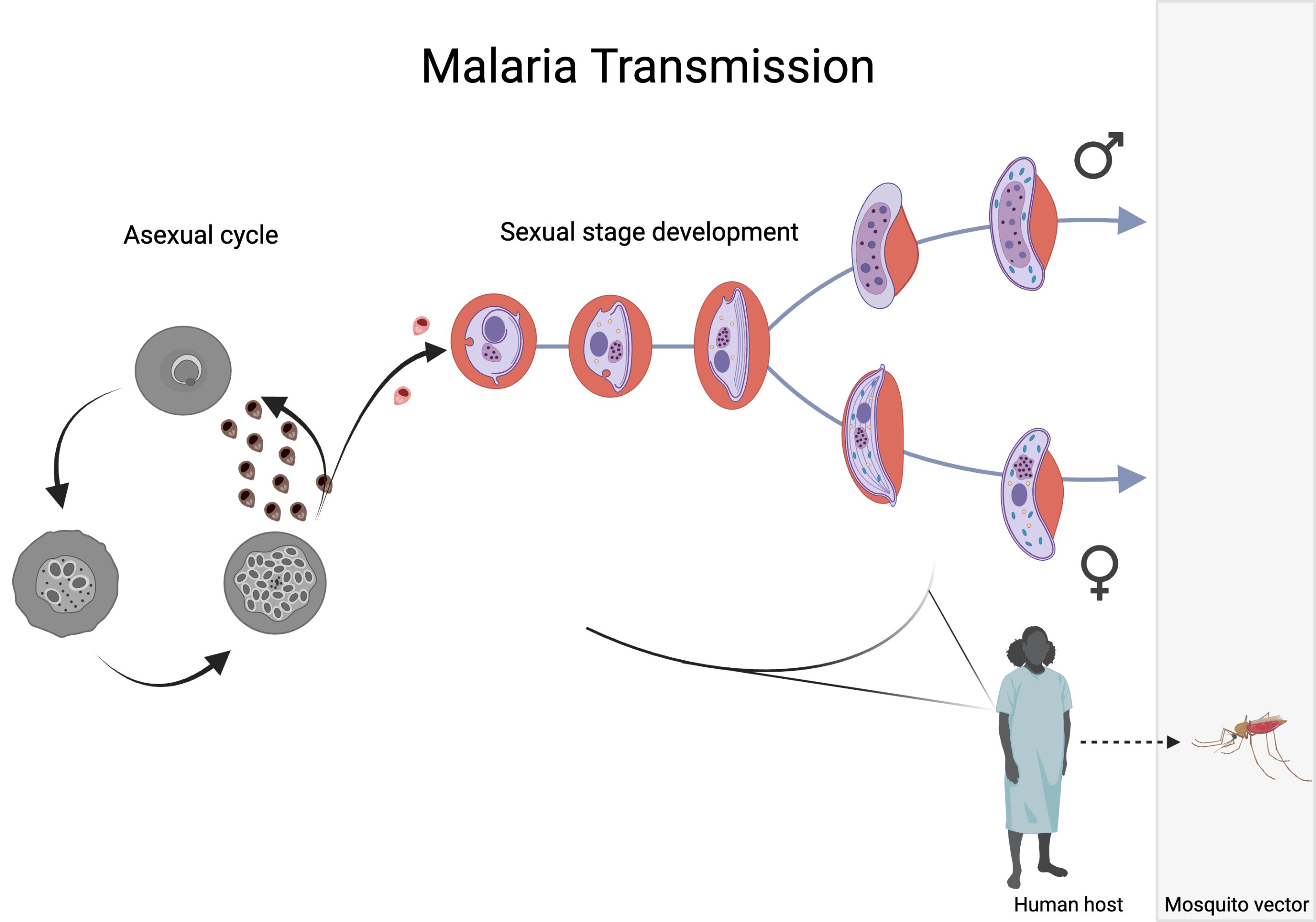 Mapping the sexual life of malaria parasites at the single-cell level reveals the genetic basis of transmission