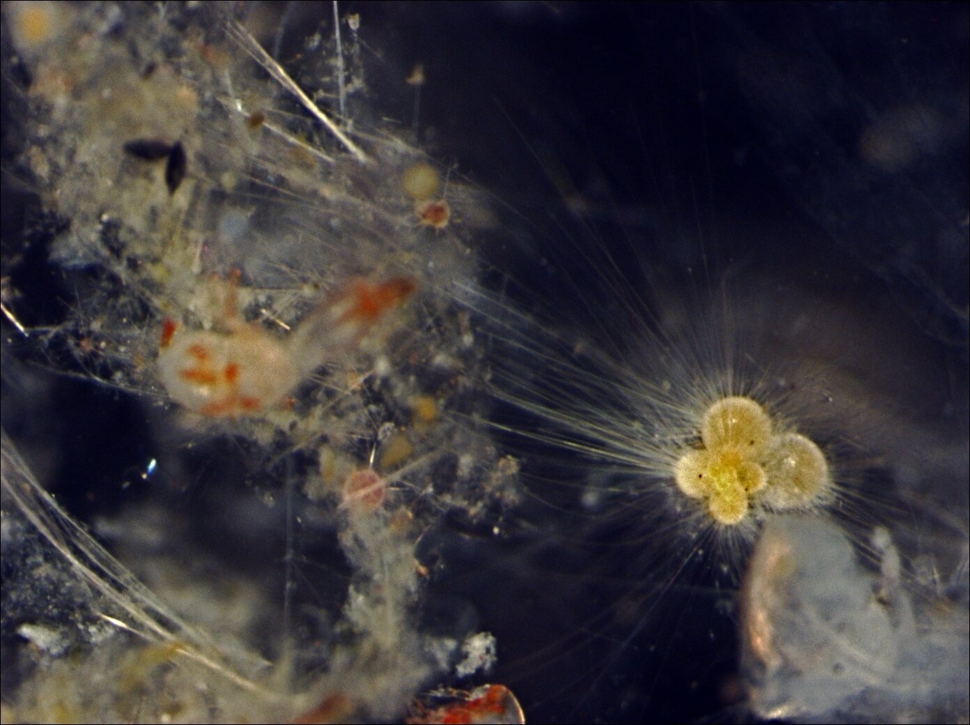 photo of Marine plankton behavior could predict future marine extinctions, study finds image