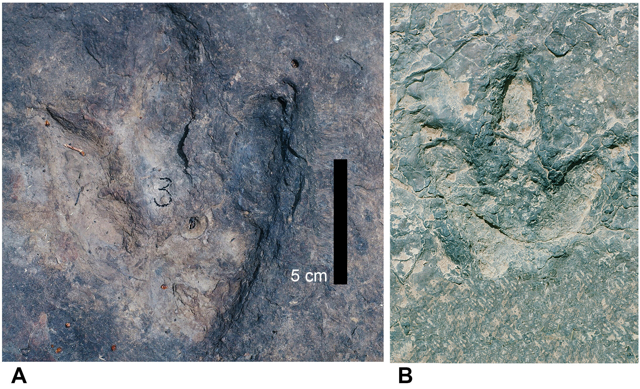 Identical dinosaur footprints found on both sides of the Atlantic