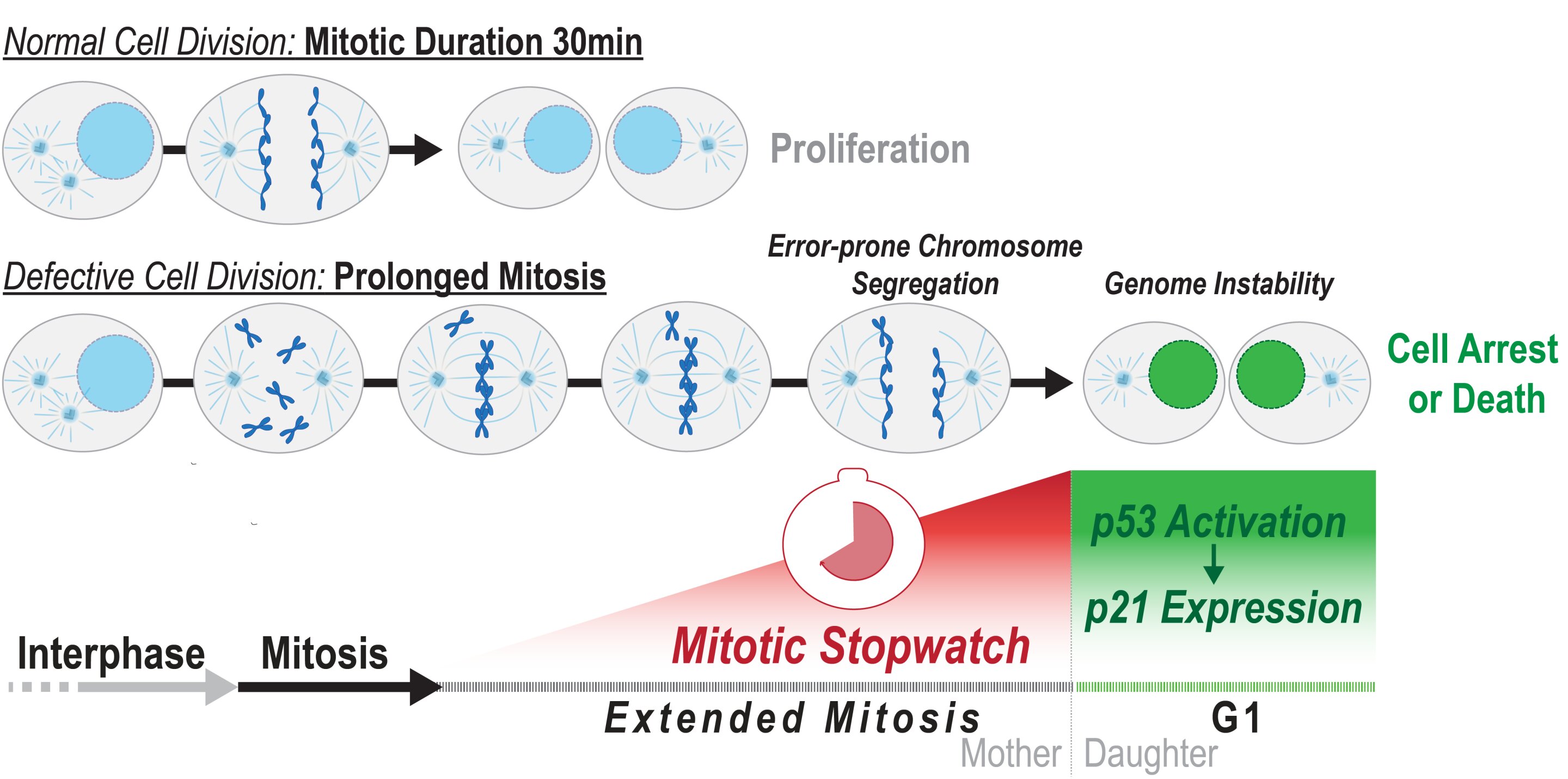 Memories of mitosis: Molecular mechanism that detects defects during cell division could aid cancer treatment