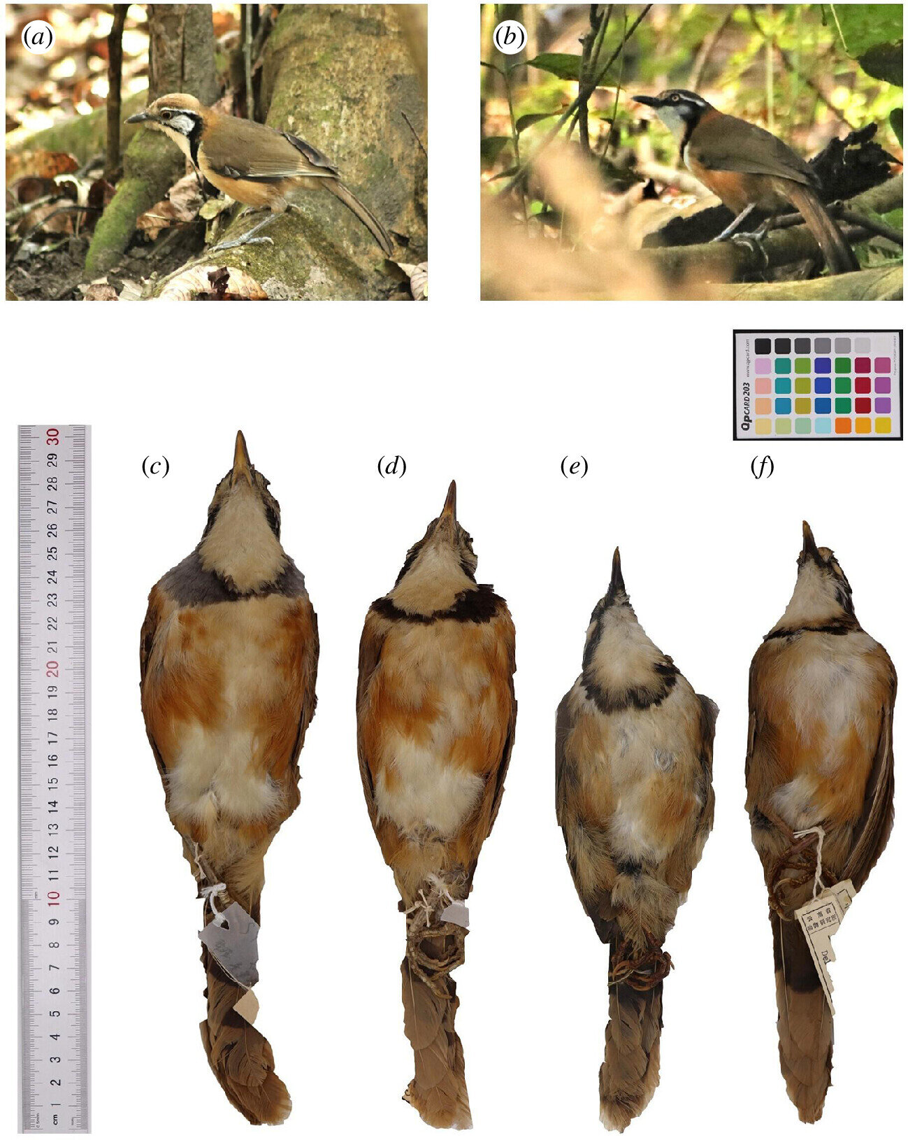 photo of Mimicry allows lesser necklaced laughingthrush birds to benefit from living among larger related species image