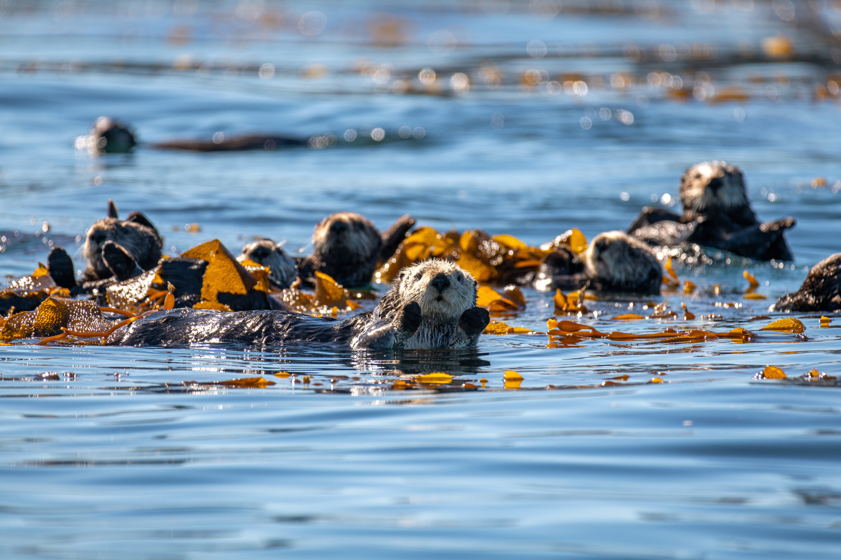 A new study shows that sea otters helped prevent the widespread decline of California’s kelp forests over the past century