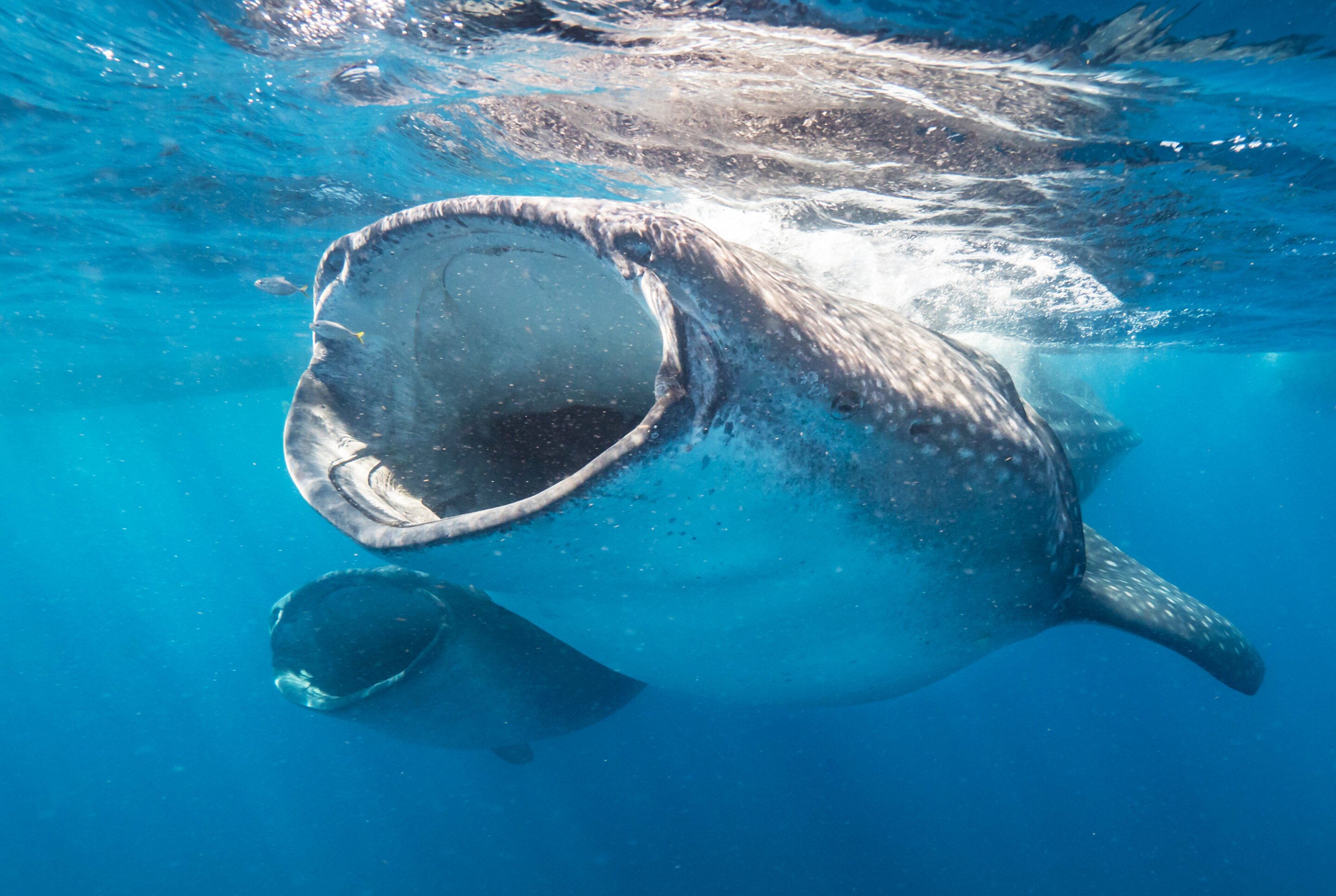 photo of Most dangerous areas for whale shark-shipping vessel collisions revealed image