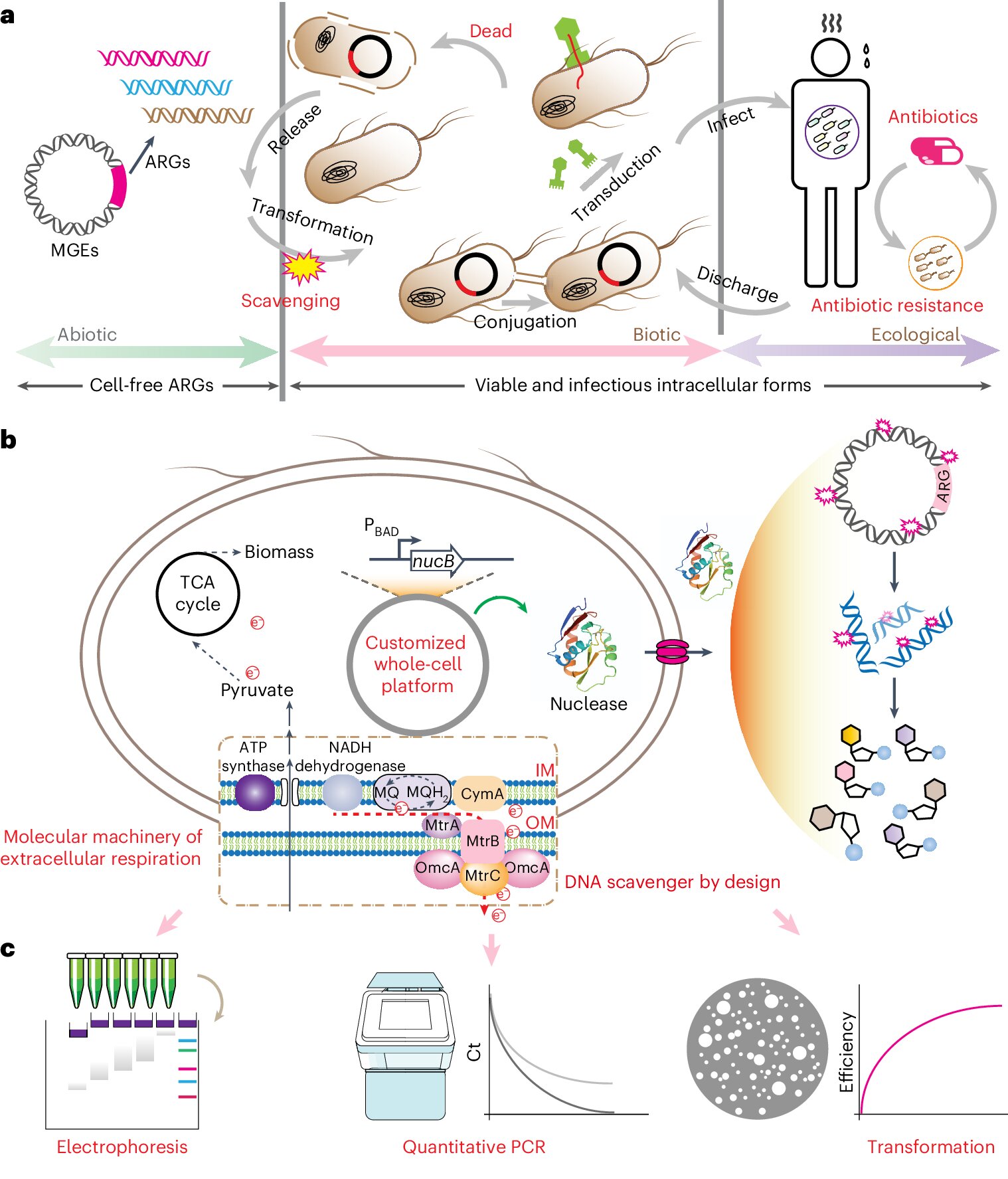 Study finds ‘DNA scavengers’ can stop some antibiotic resistance from spreading