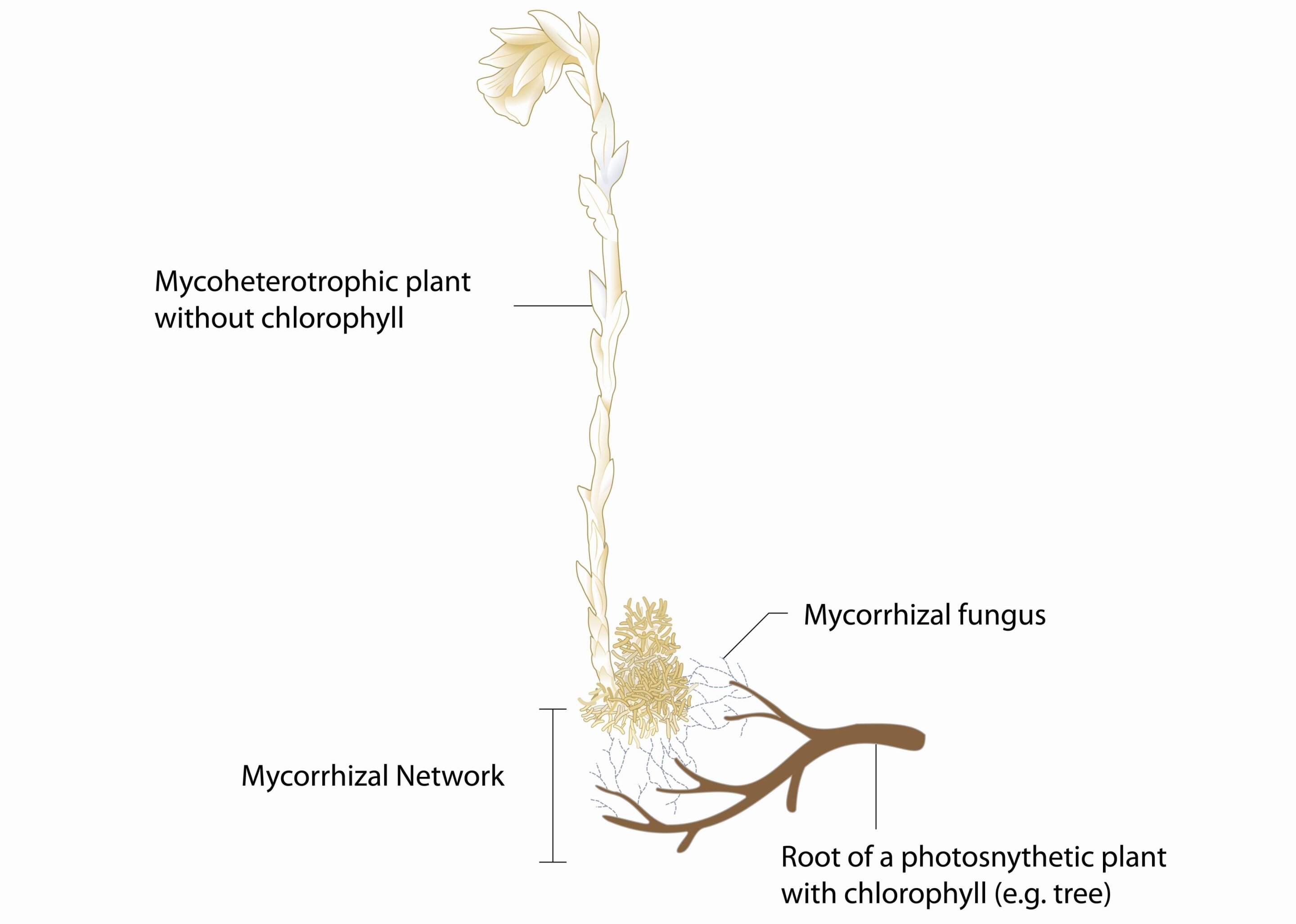 photo of Mycoheterotrophic plants as a key to the 'Wood Wide Web' image