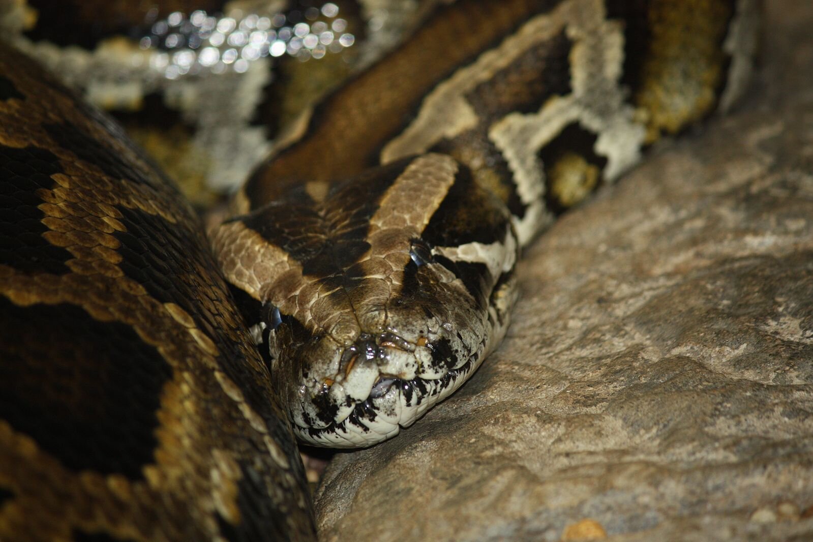 photo of Mysterious python parasite threatens Florida's native snakes, pushing toward their 'extreme decline' image