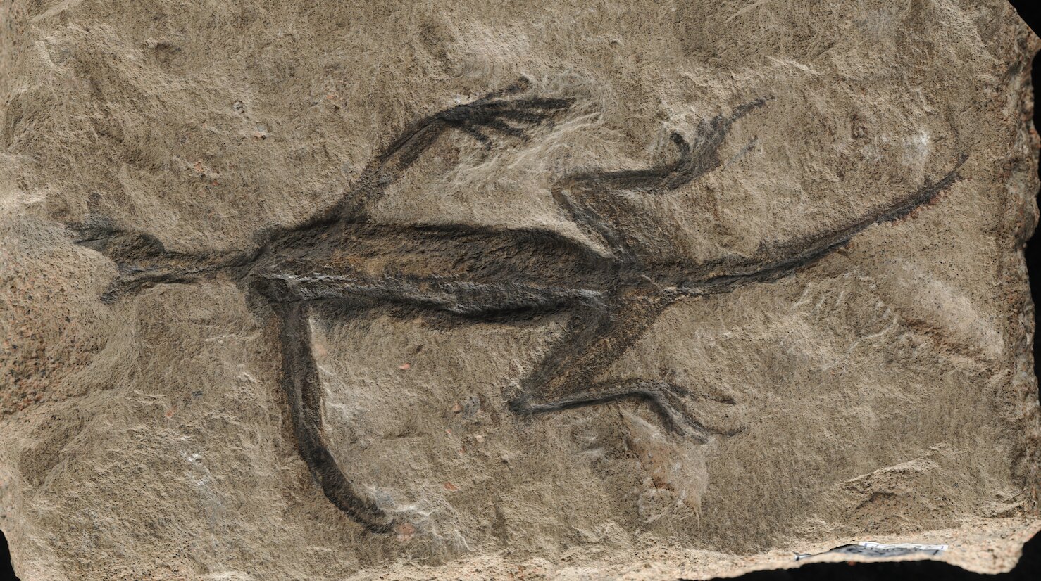 A análise paleontológica mostra que o famoso pensamento fóssil mostra que a preservação dos tecidos moles é na verdade apenas um revestimento