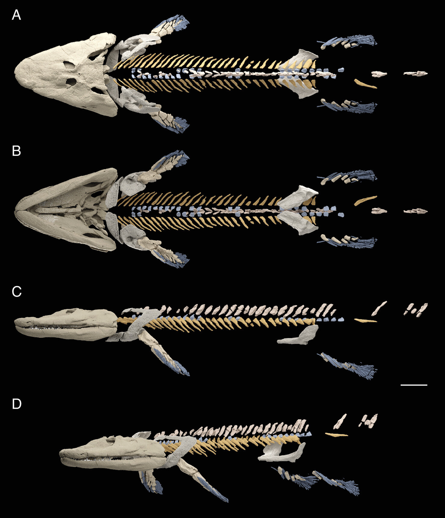 photo of New data from fossil shows changes in axial skeleton that foreshadow the evolution of walking image