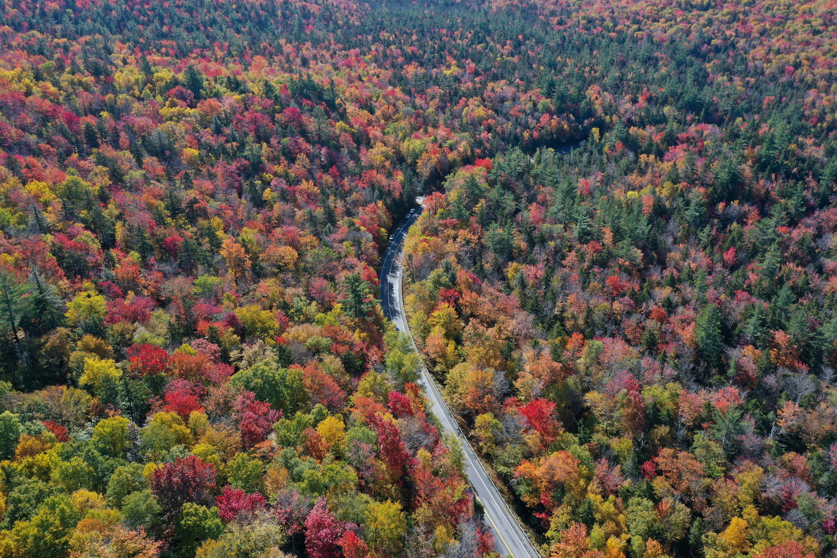 #Future hurricanes could compromise New England forests’ ability to store and sequester carbon