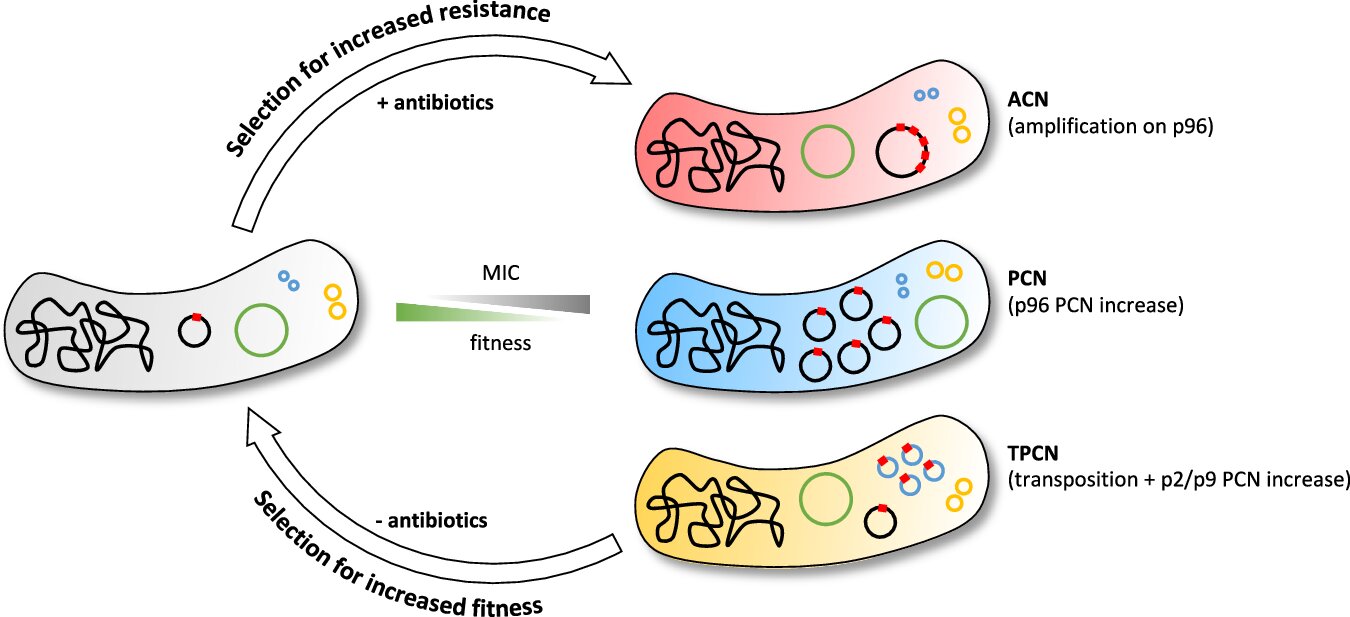 Researchers identify new drivers of antibiotic resistance in bacteria