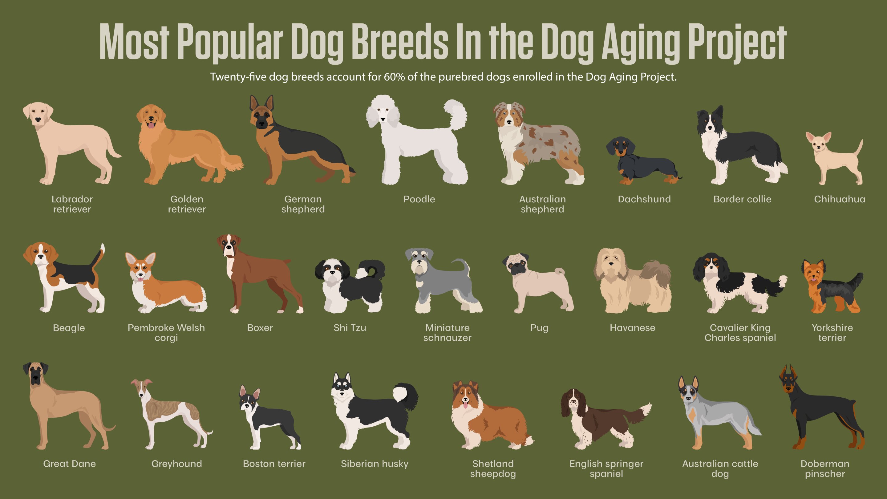 photo of Study dispels myth that purebred dogs are more prone to health problems image