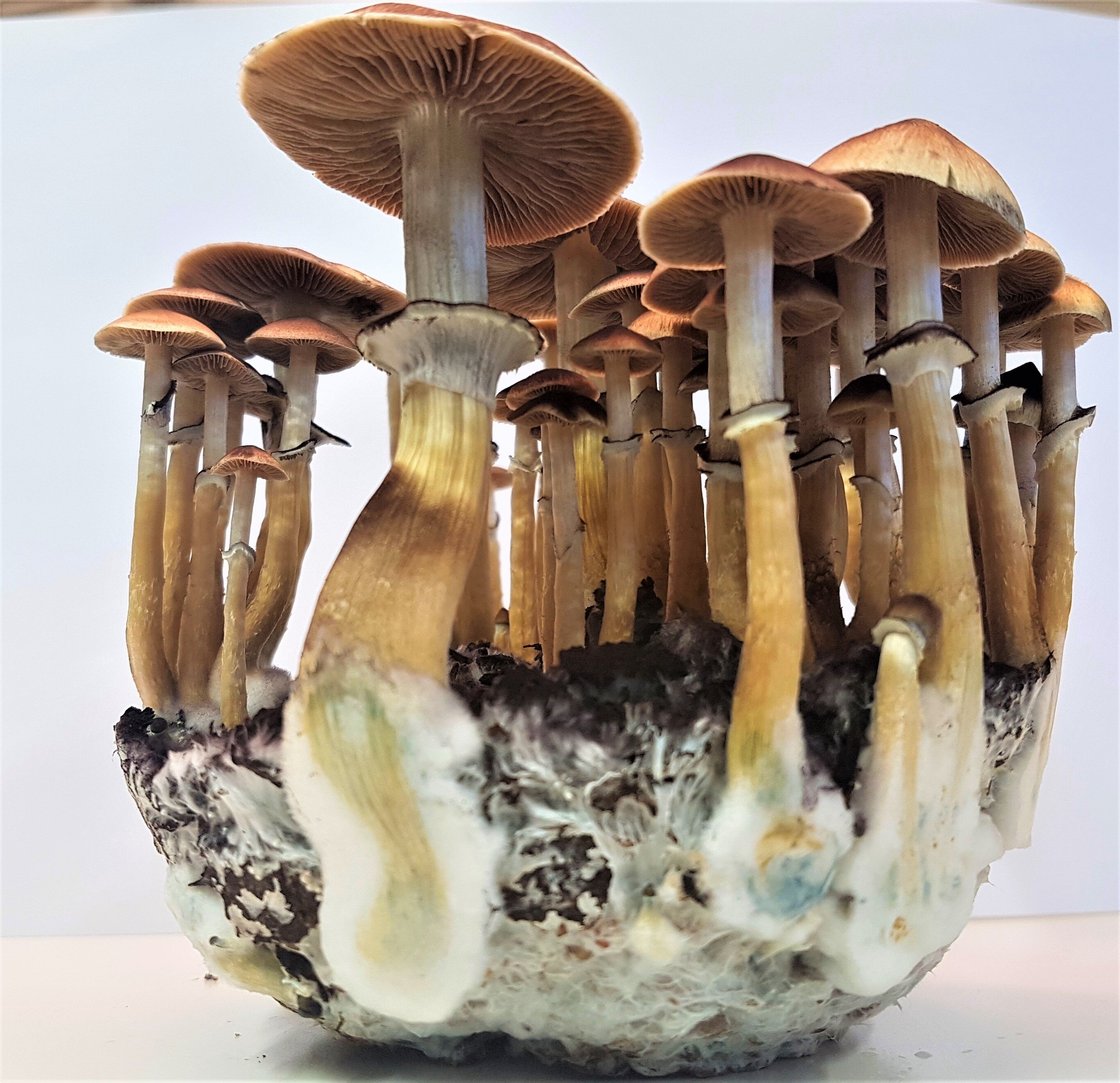 New study sheds light on the structure and evolution of an enzyme in psychoactive fungi