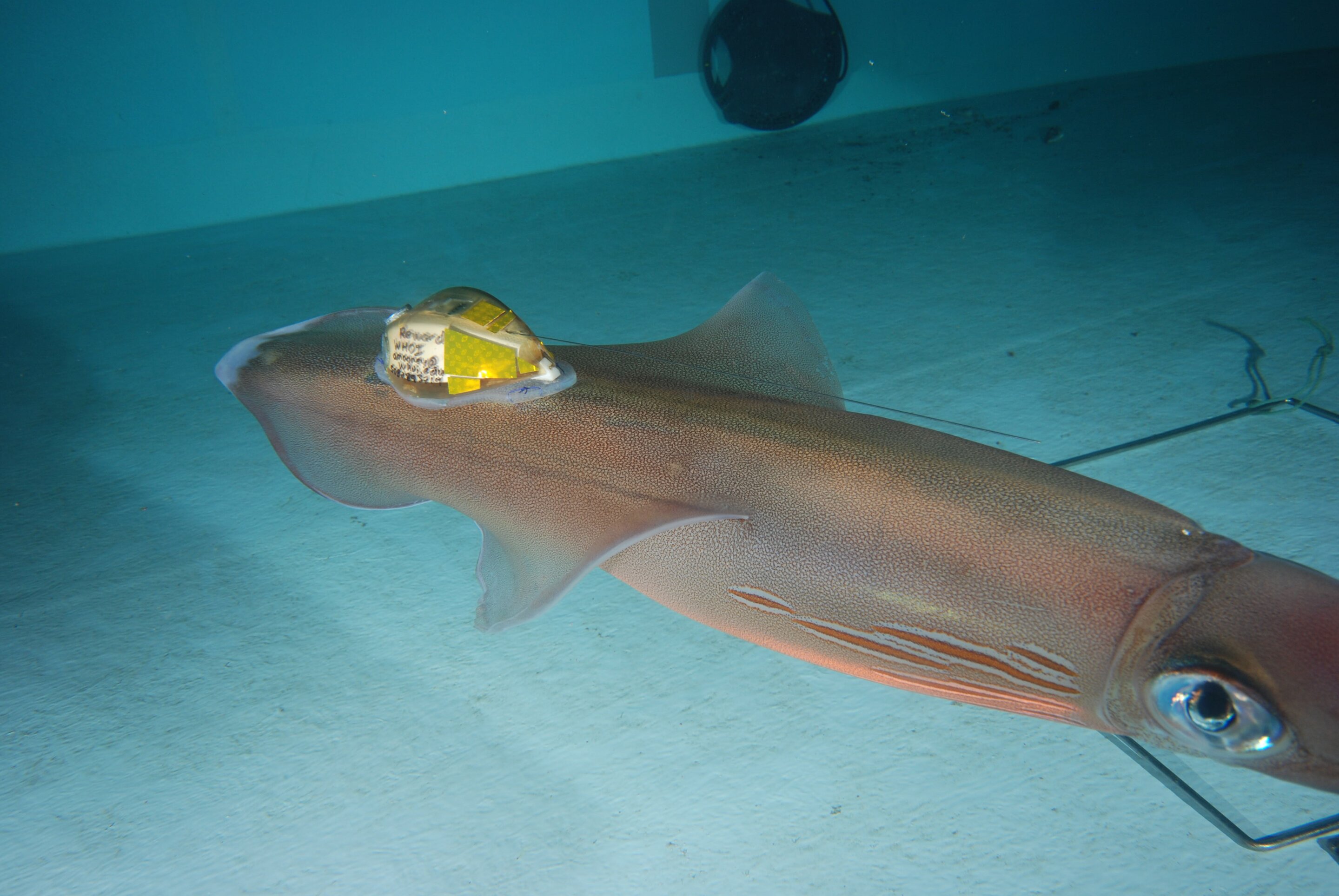 photo of New tagging method provides bioadhesive interface for marine sensors on diverse, soft and fragile species image