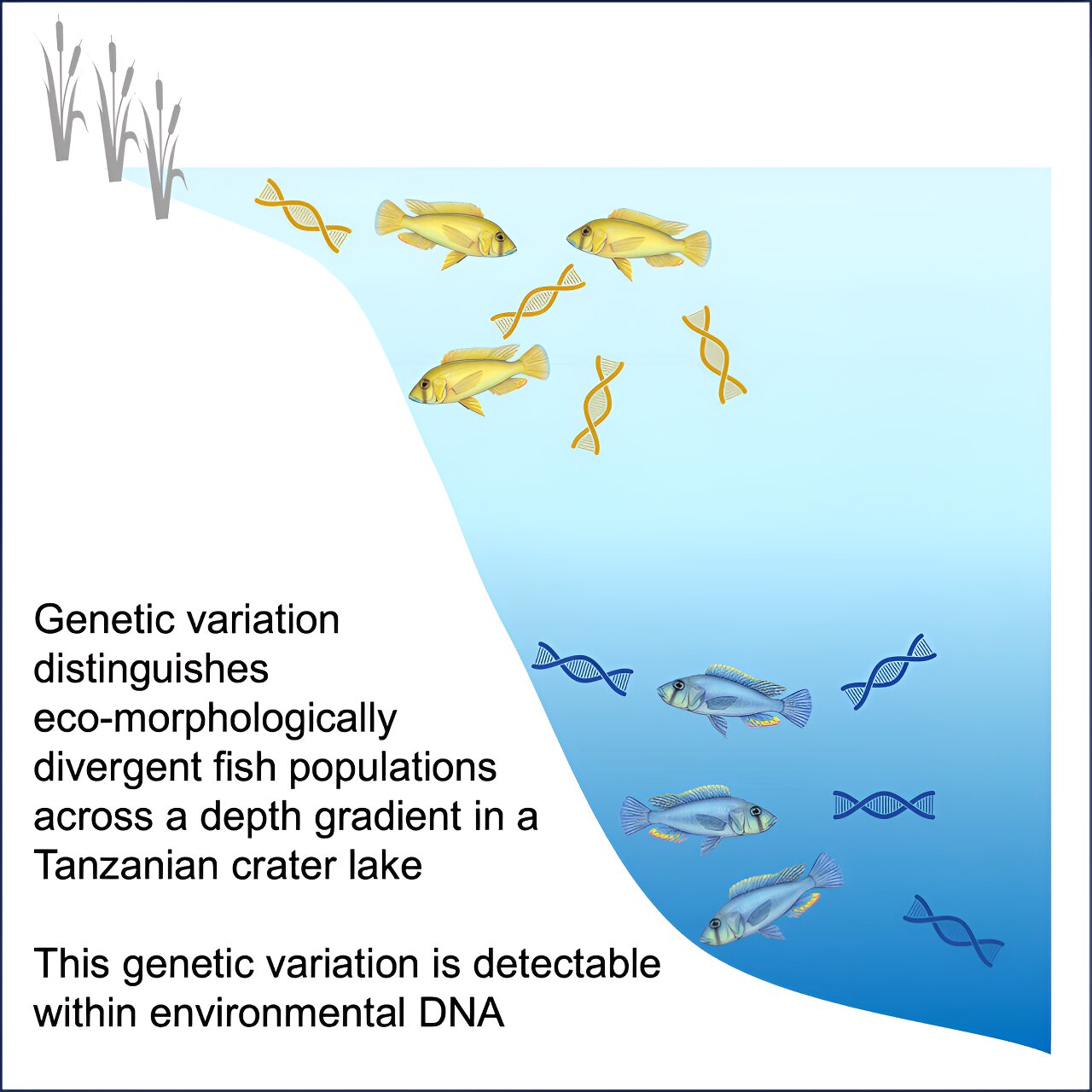 A new technology detects distinct fish populations in a single lake through their environmental DNA