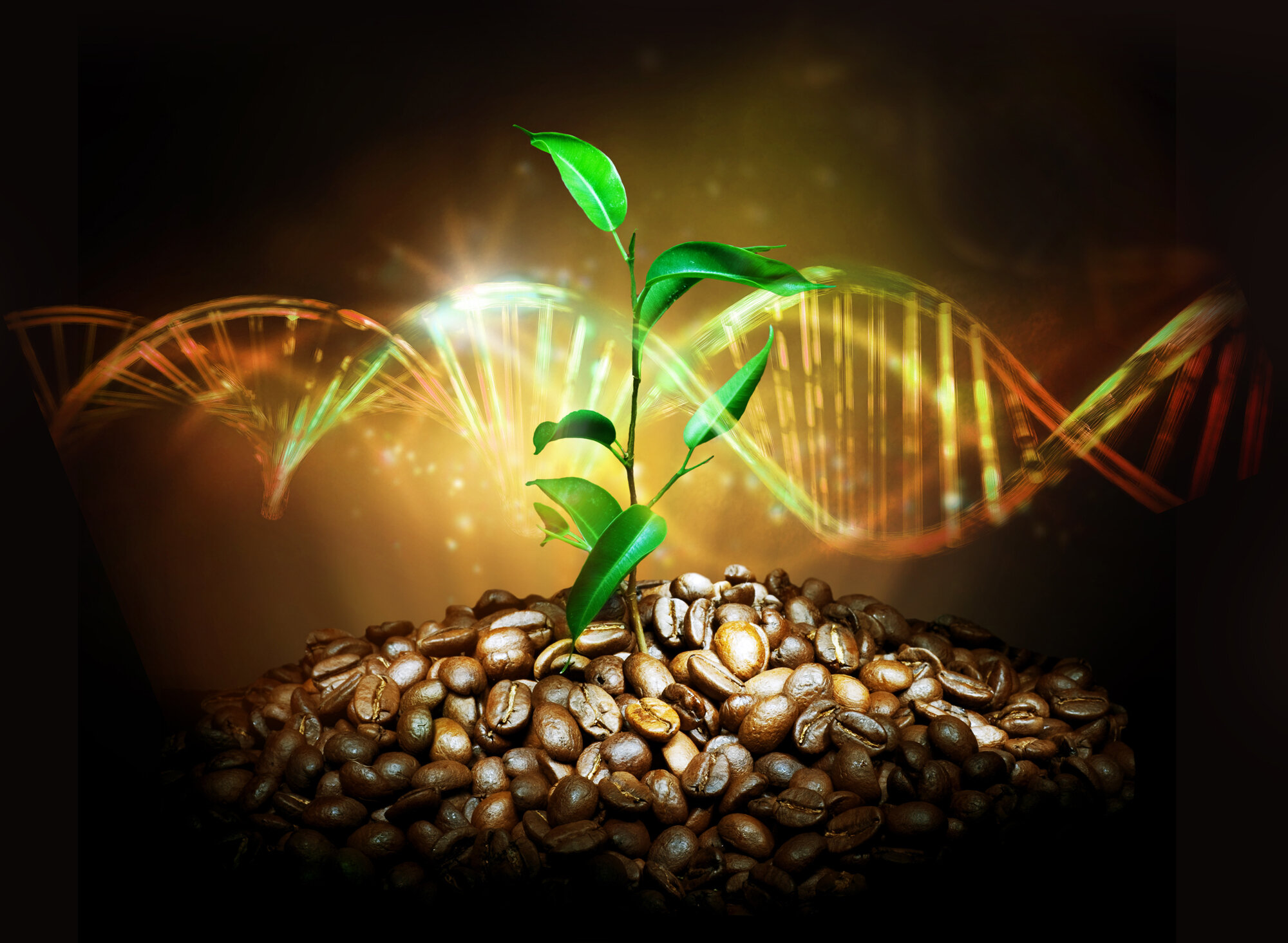 Newly sequenced genome reveals coffee's prehistoric origin story, and its future under climate change