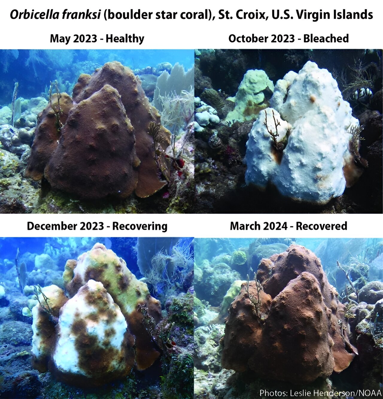 photo of NOAA confirms fourth global coral bleaching event image