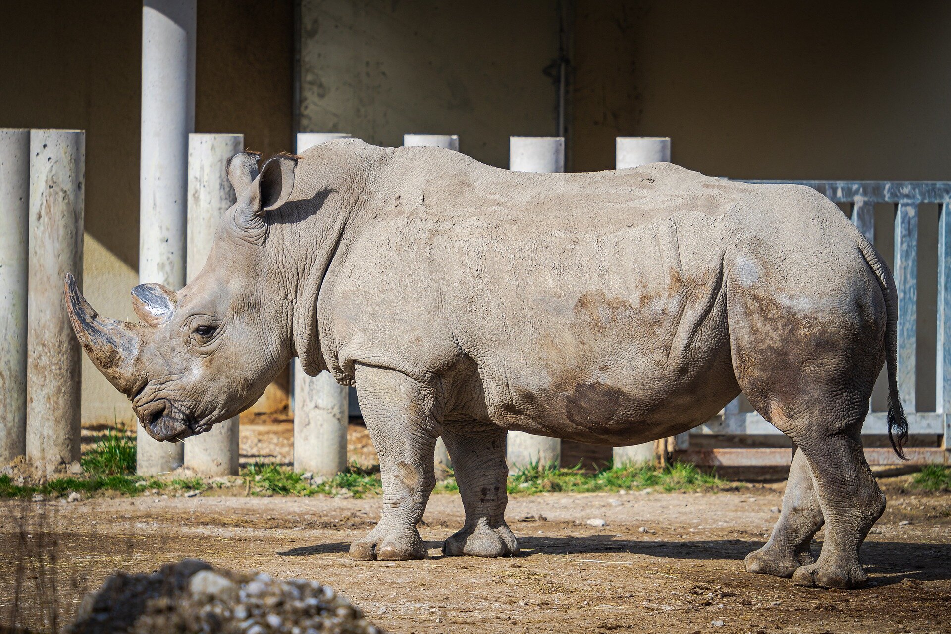photo of Computer model suggests frozen cells could be used to save northern white rhino from extinction image