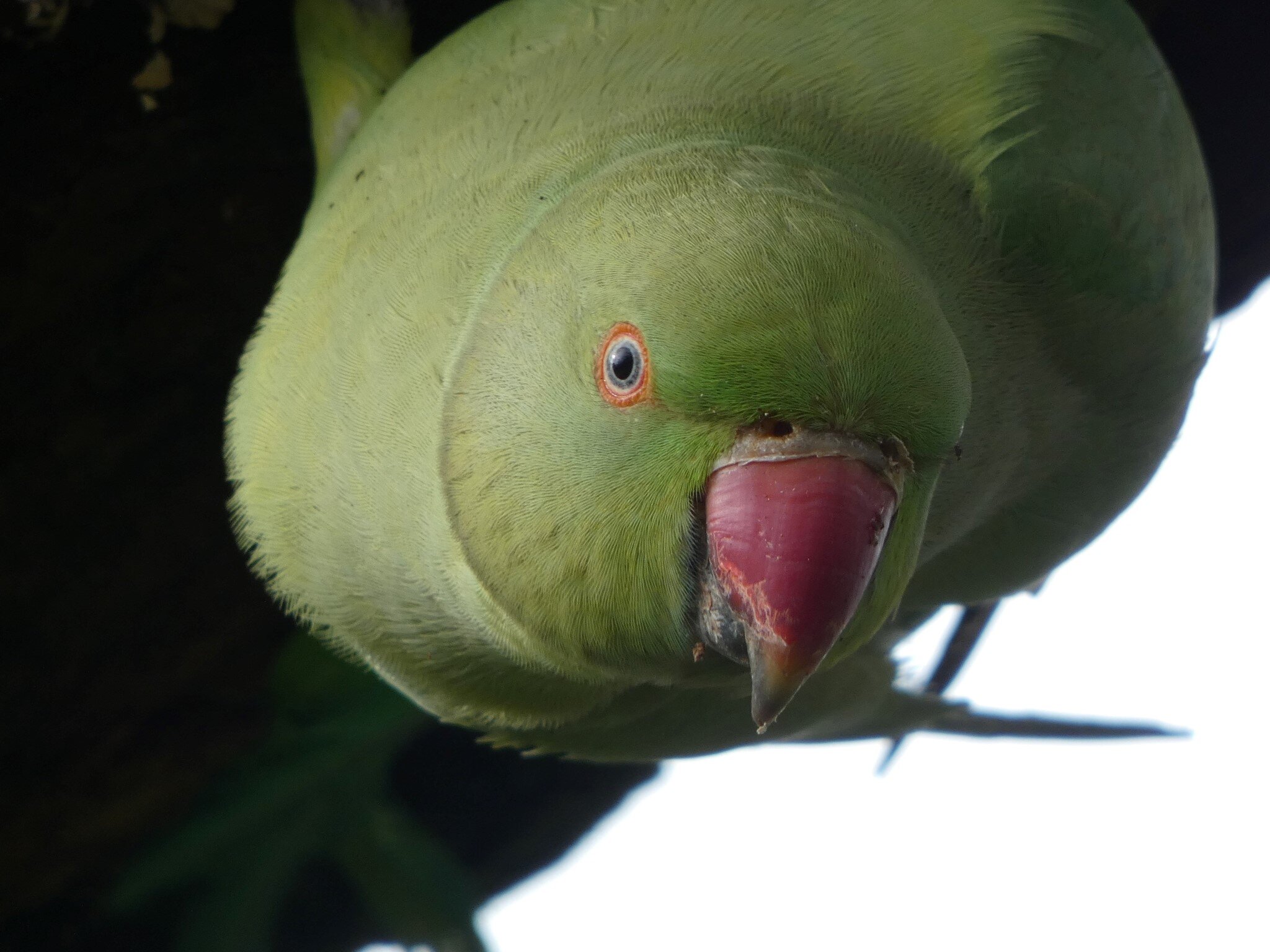 photo of Resident perceptions of the ring-necked parakeet in the UK image