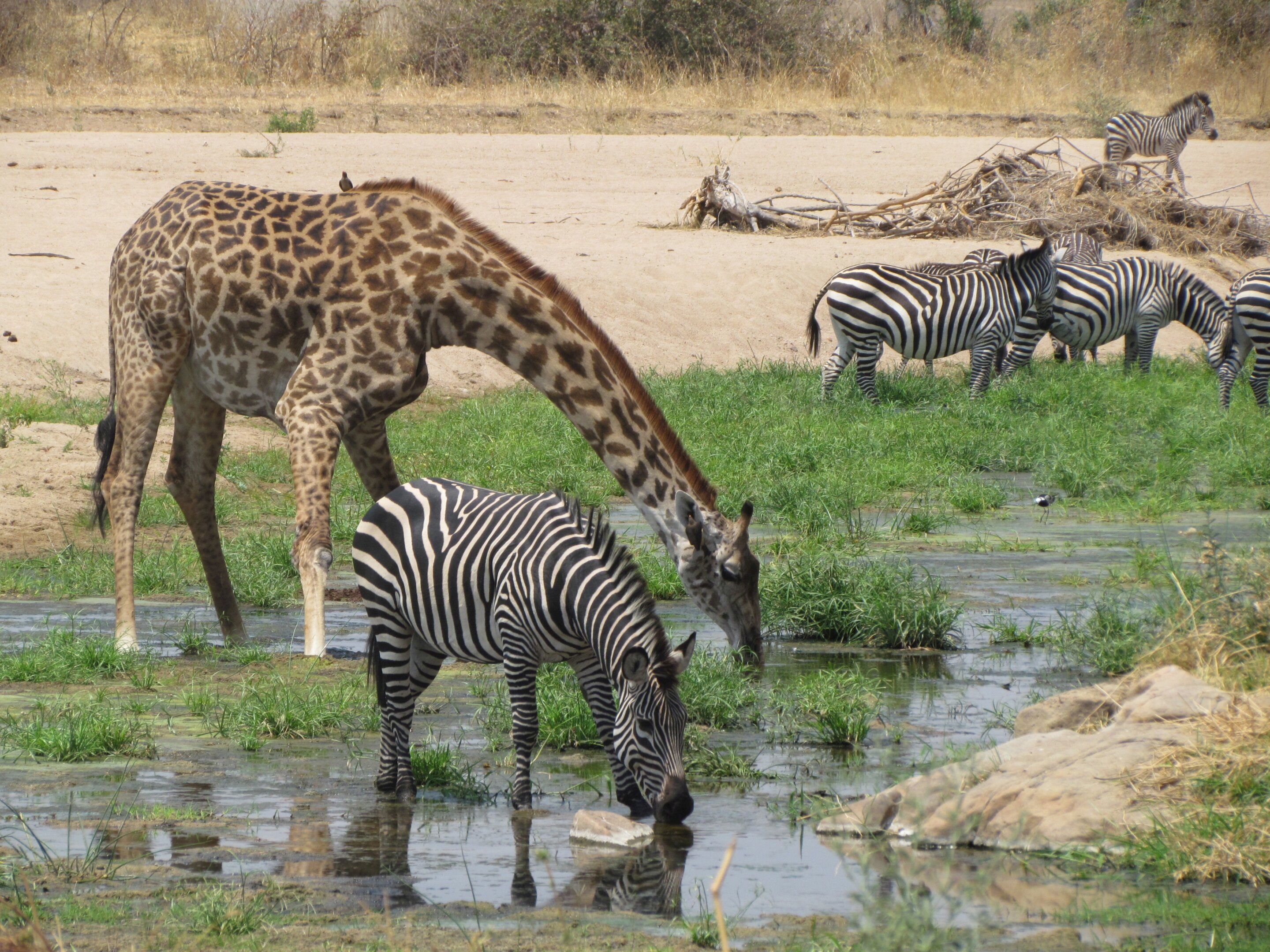 photo of Out on dry land: Water shortage threatens species in Ruaha National Park in Tanzania image