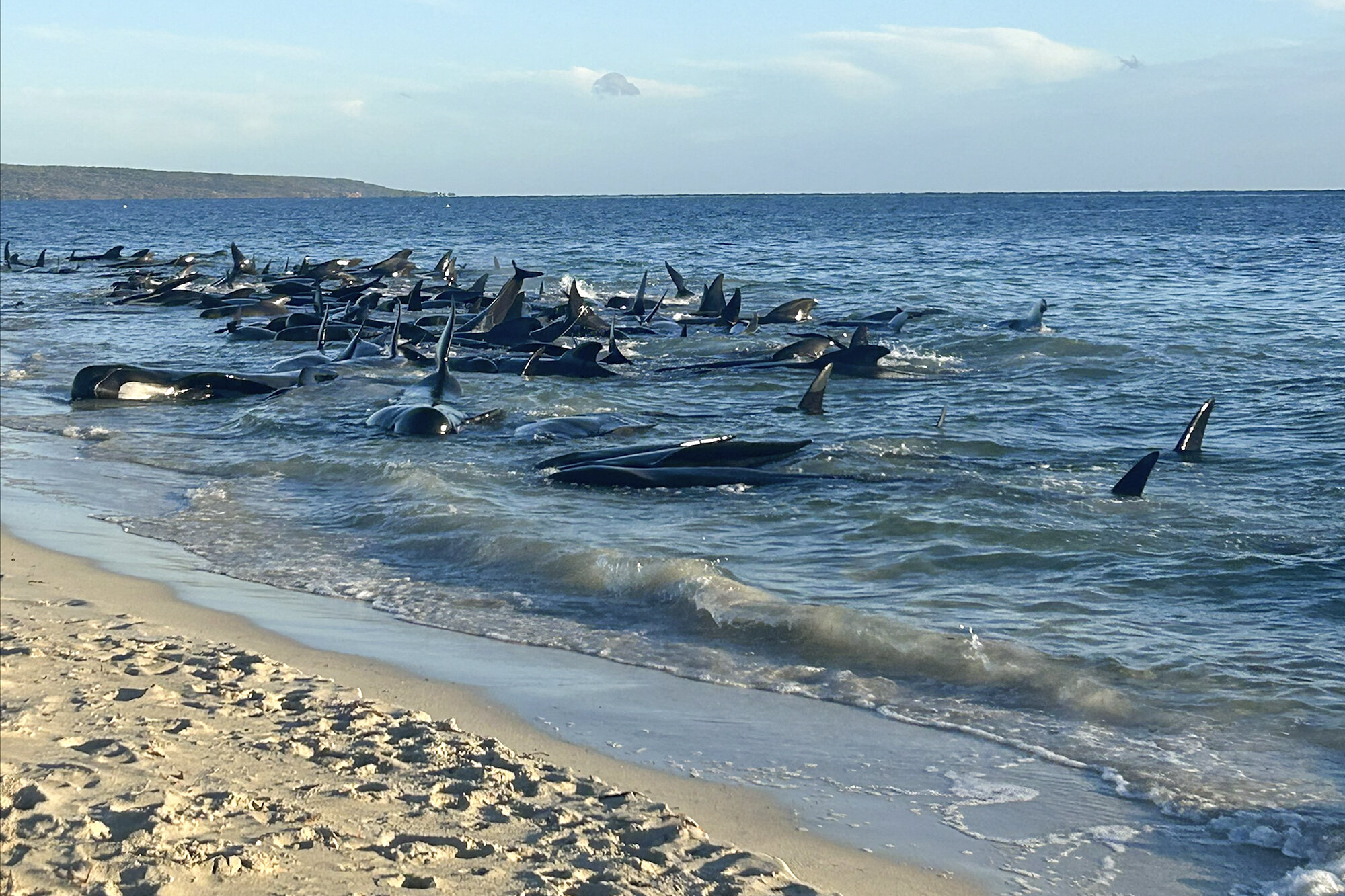 photo of Over 100 pilot whales beached on western Australian coast have been rescued, researcher says image