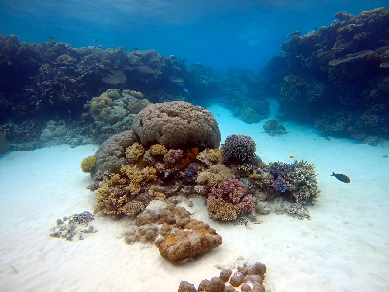 photo of Research show oysters could help clean up the reef through filtration image