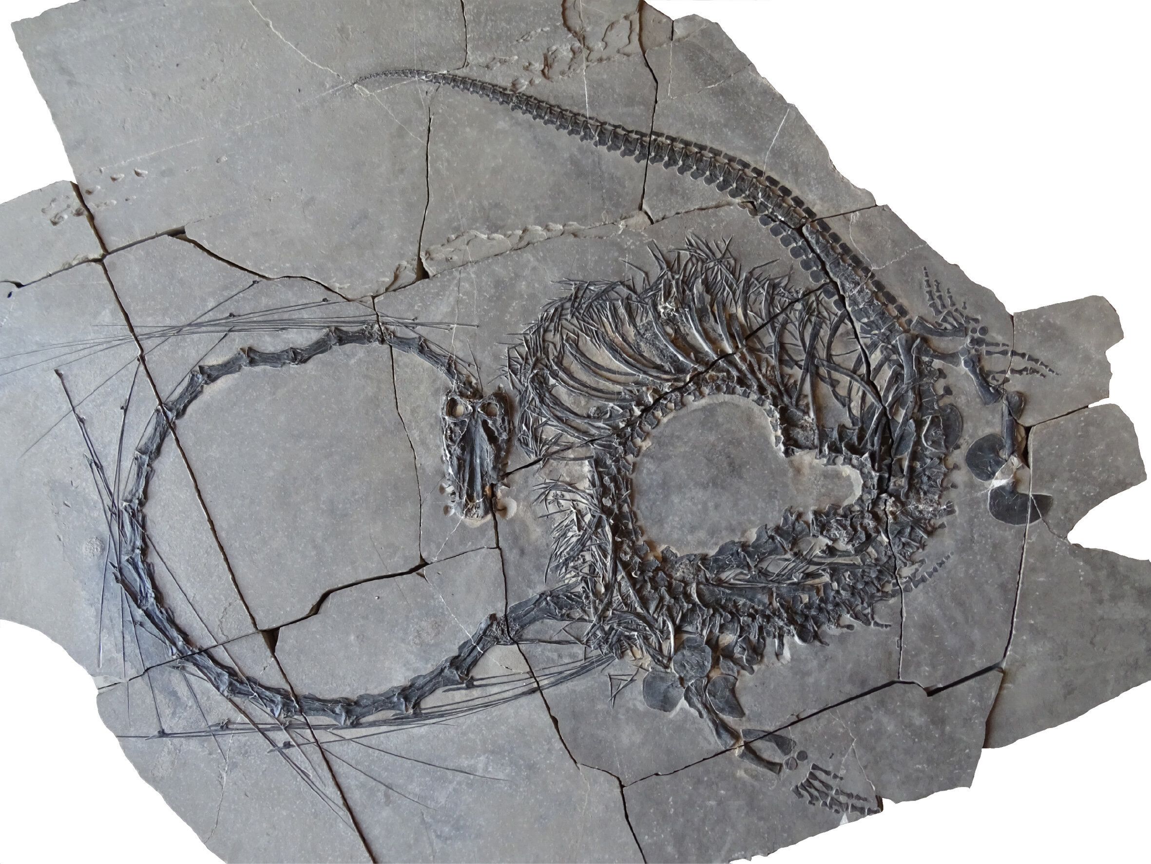 Paleontologists discover a 240-million-year-old 'Chinese dragon'