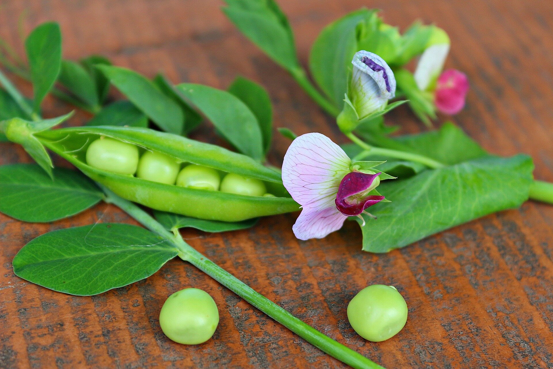 photo of Precision agriculture research identifies gene that controls production of flowers and fruits in pea plants image
