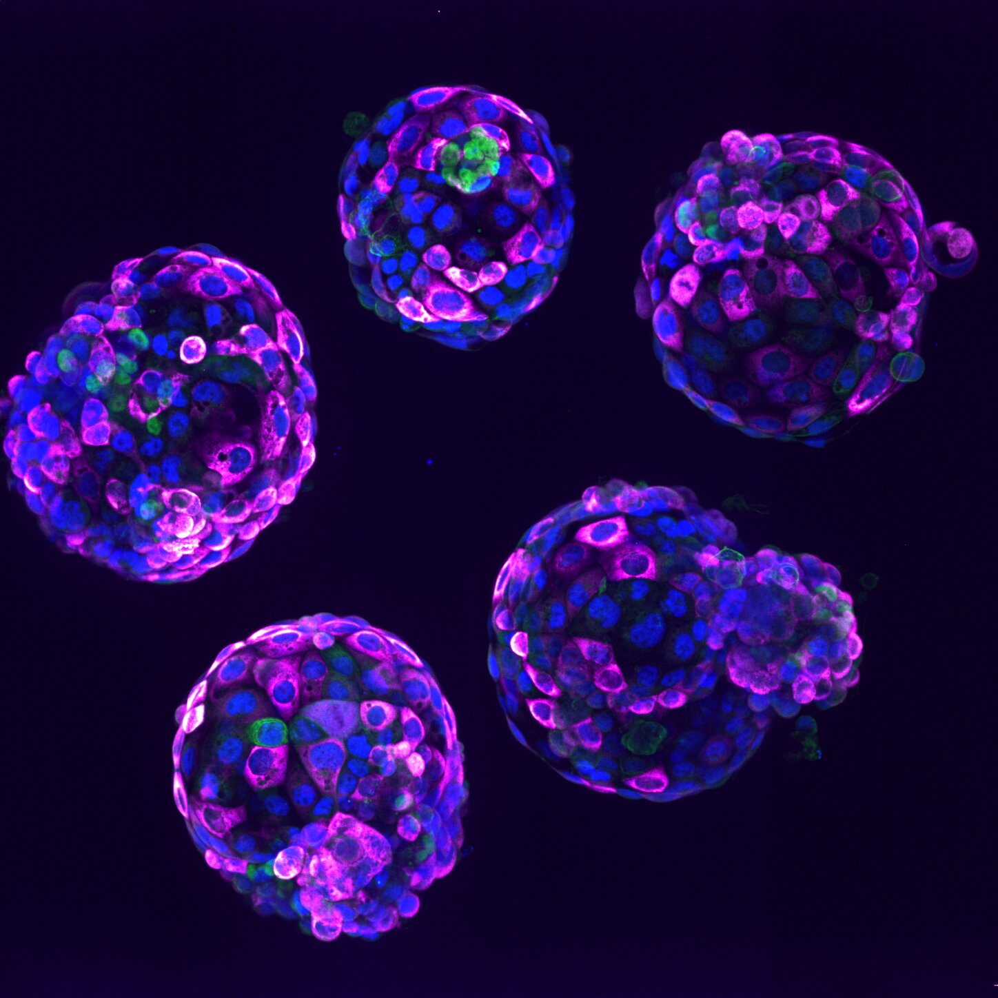 UK issues guidelines for use of stem cell-based embryo models in research