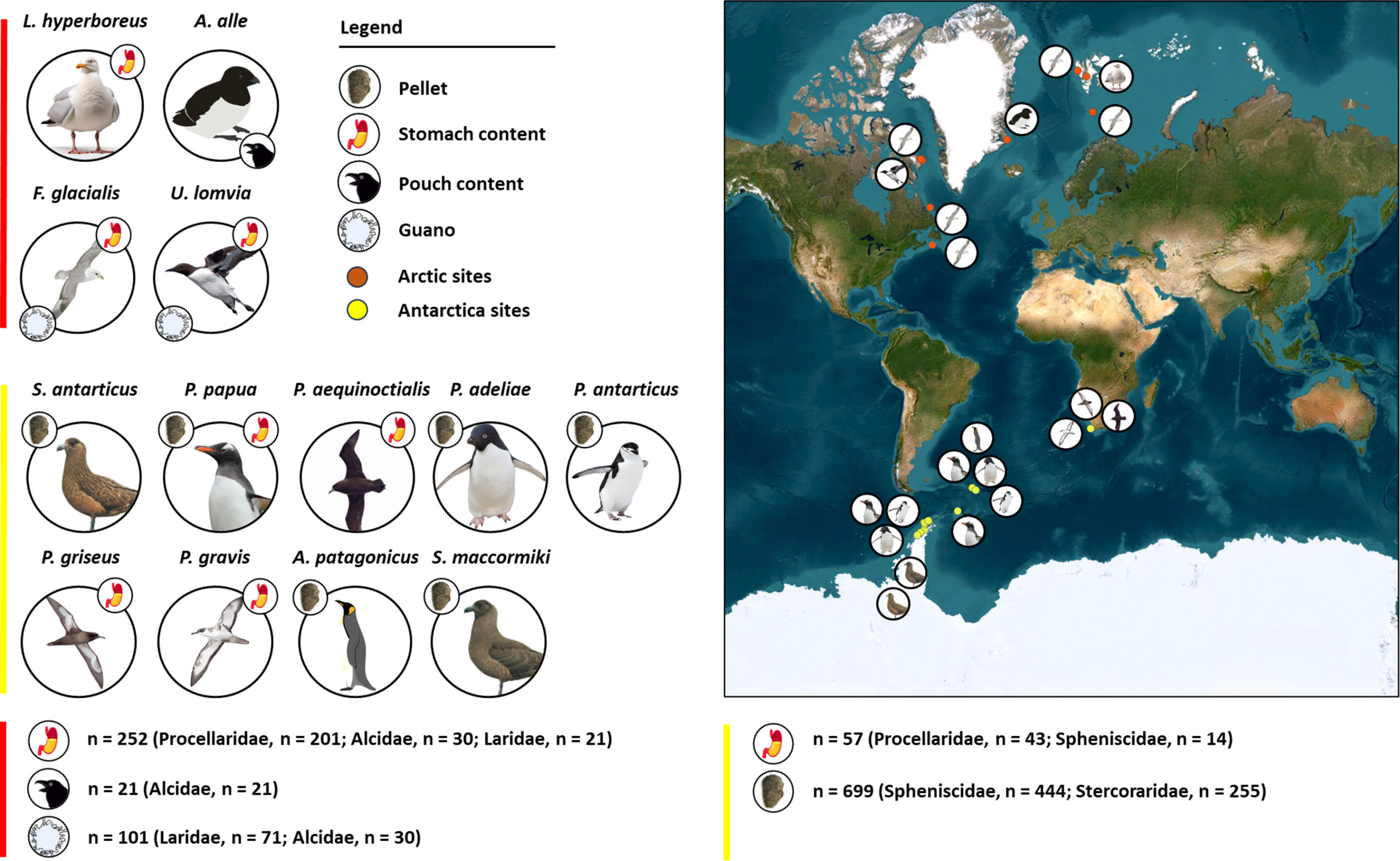 Se descubrió que el 97% de las aves marinas antárticas muestreadas habían ingerido microplásticos