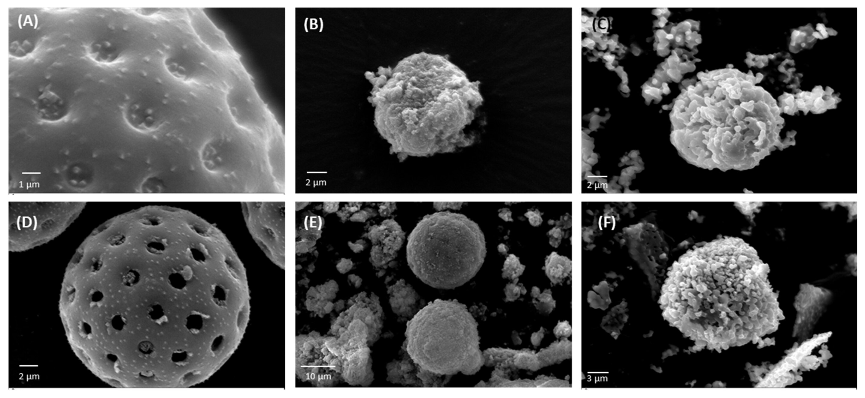 Pollen is a promising sustainable tool in the bone regeneration process