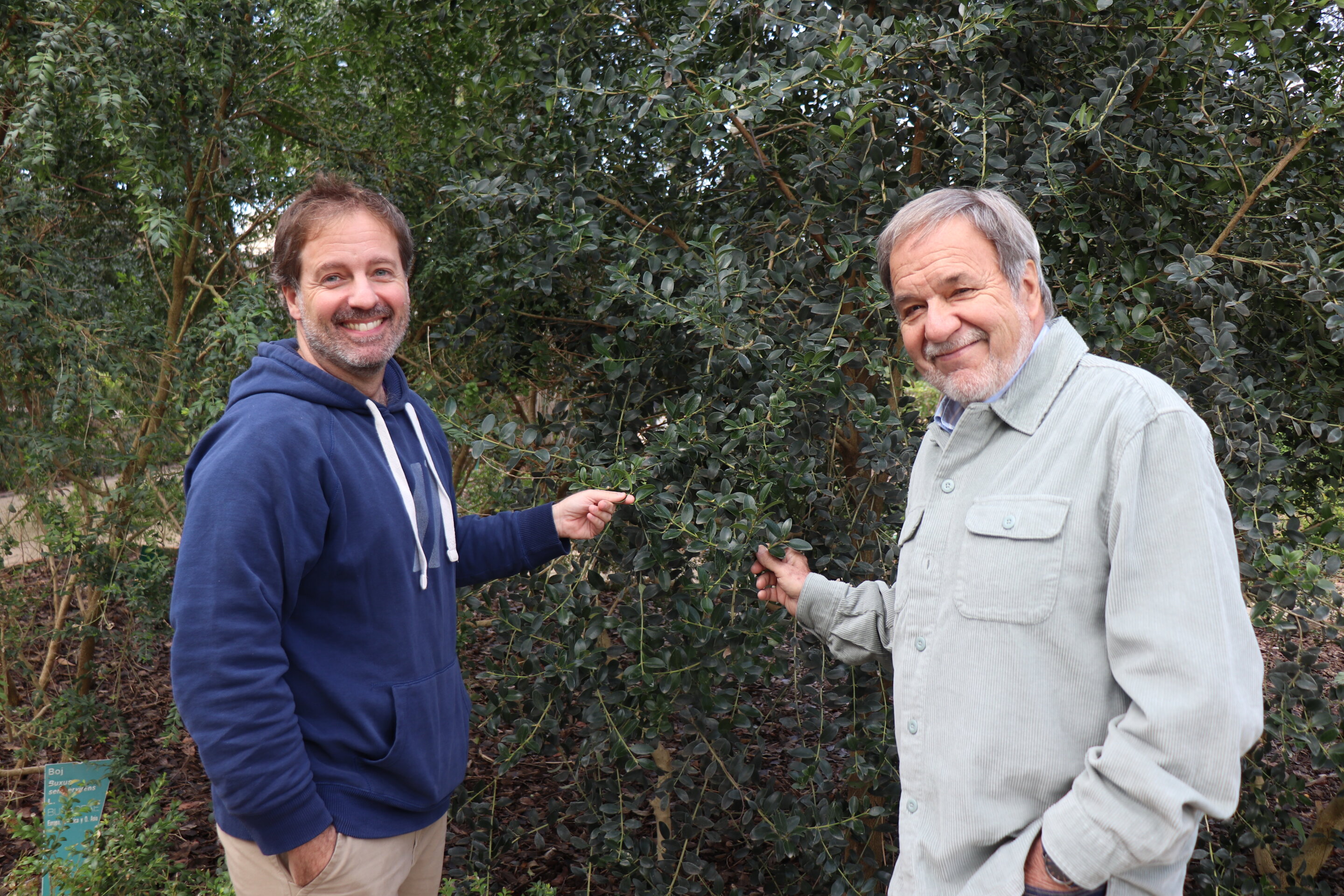 Projected climate change scenarios portend the disappearance of the Balearic boxwood