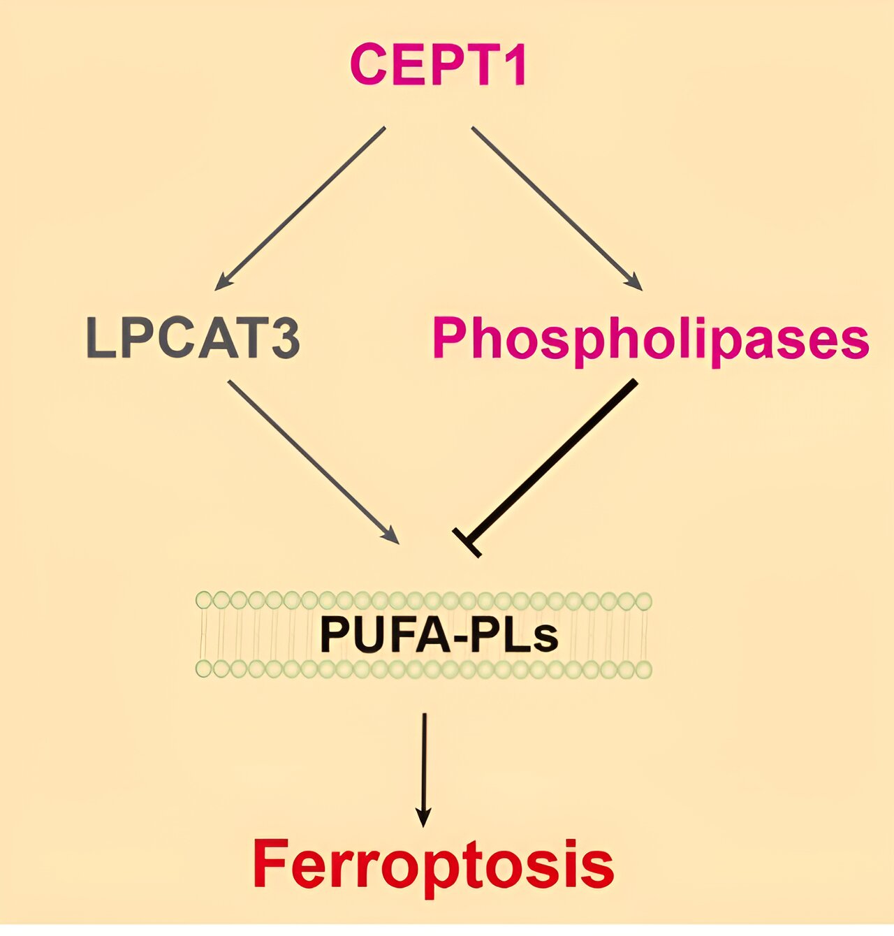 Badanie ujawnia nierozpoznaną wcześniej rolę CEPT1 w hamowaniu ferroptozy