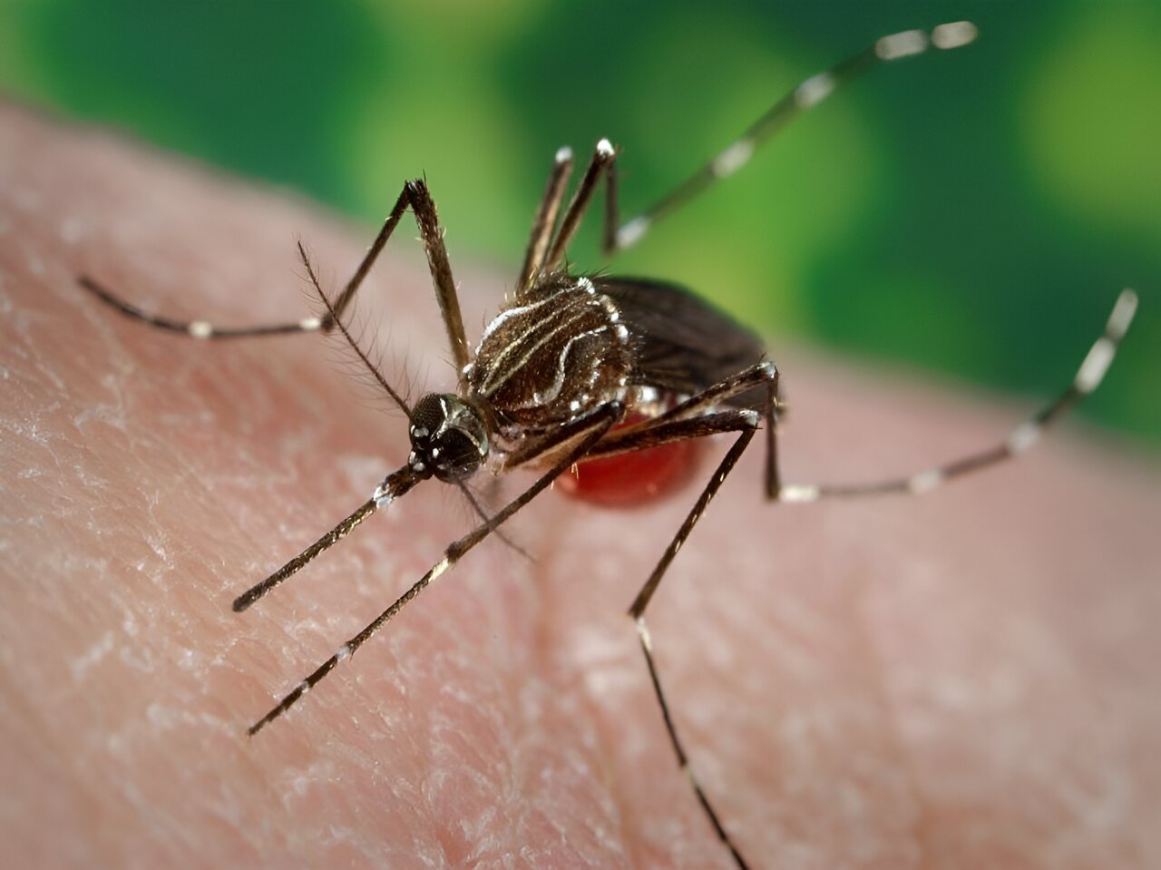 Puerto Rico declares dengue epidemic as cases climb