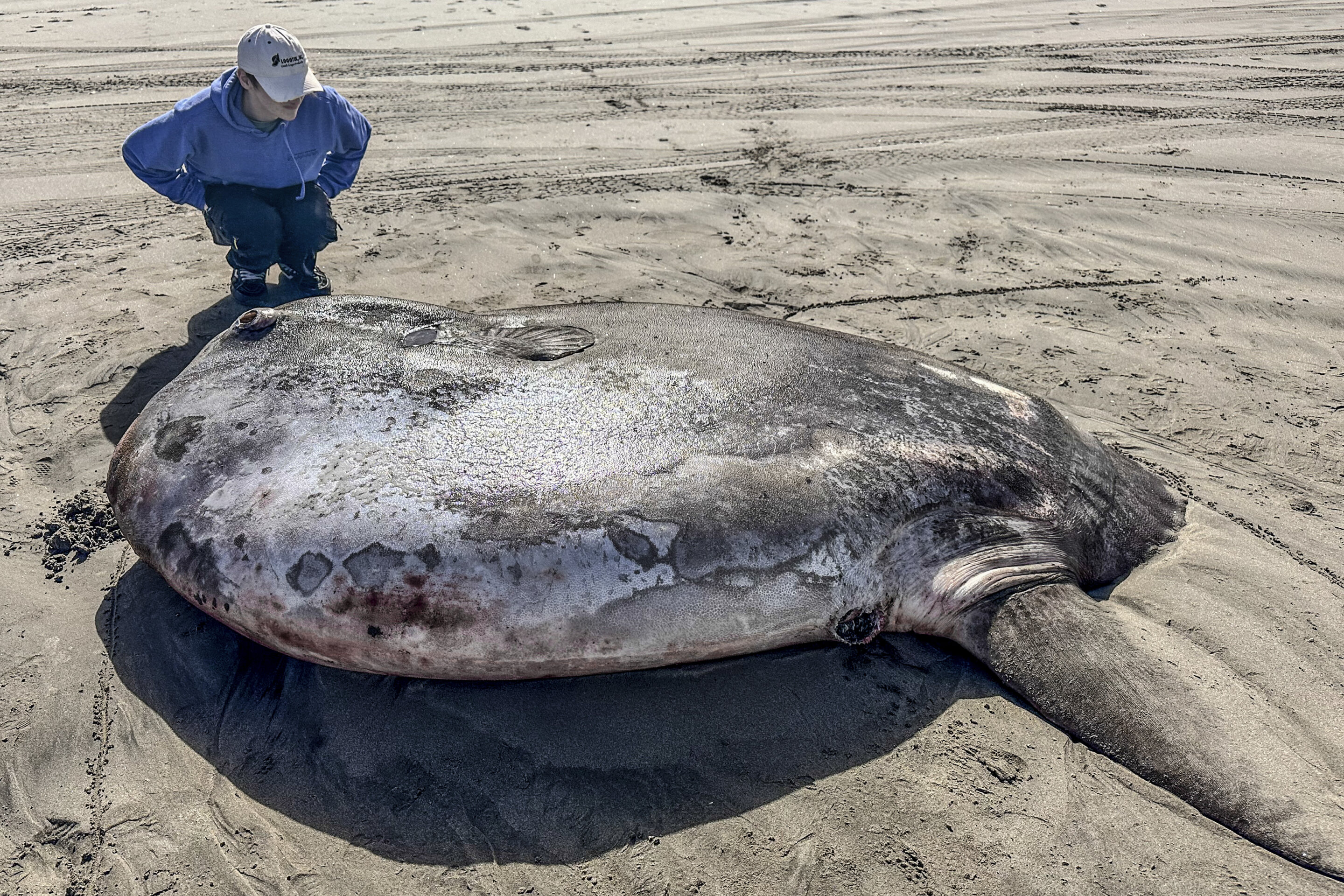 #Rare 7-foot fish washed ashore on Oregon’s coast garners worldwide attention