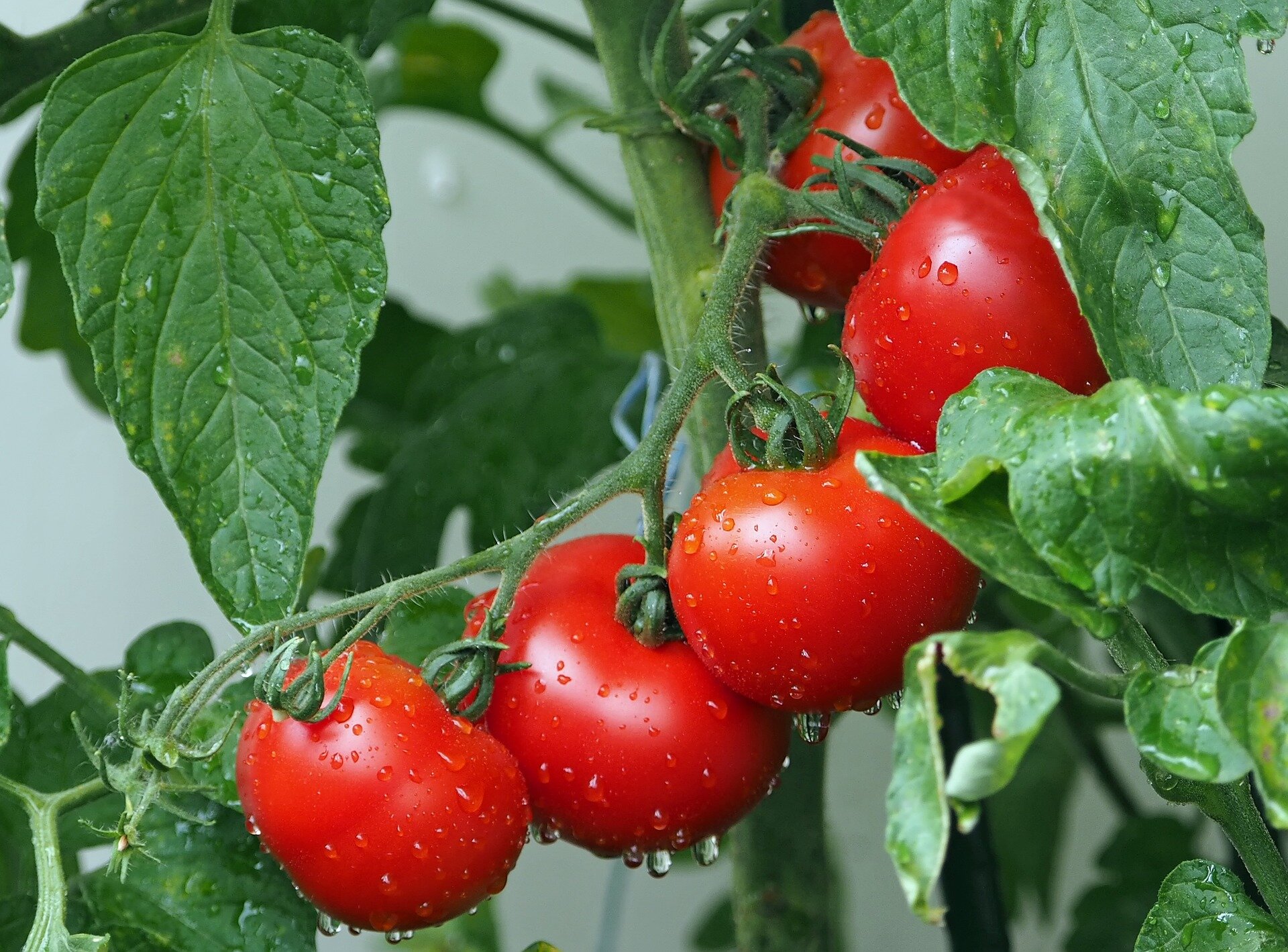 photo of Optimal spacing determined for grafted 'Primo Red' high tunnel tomato image