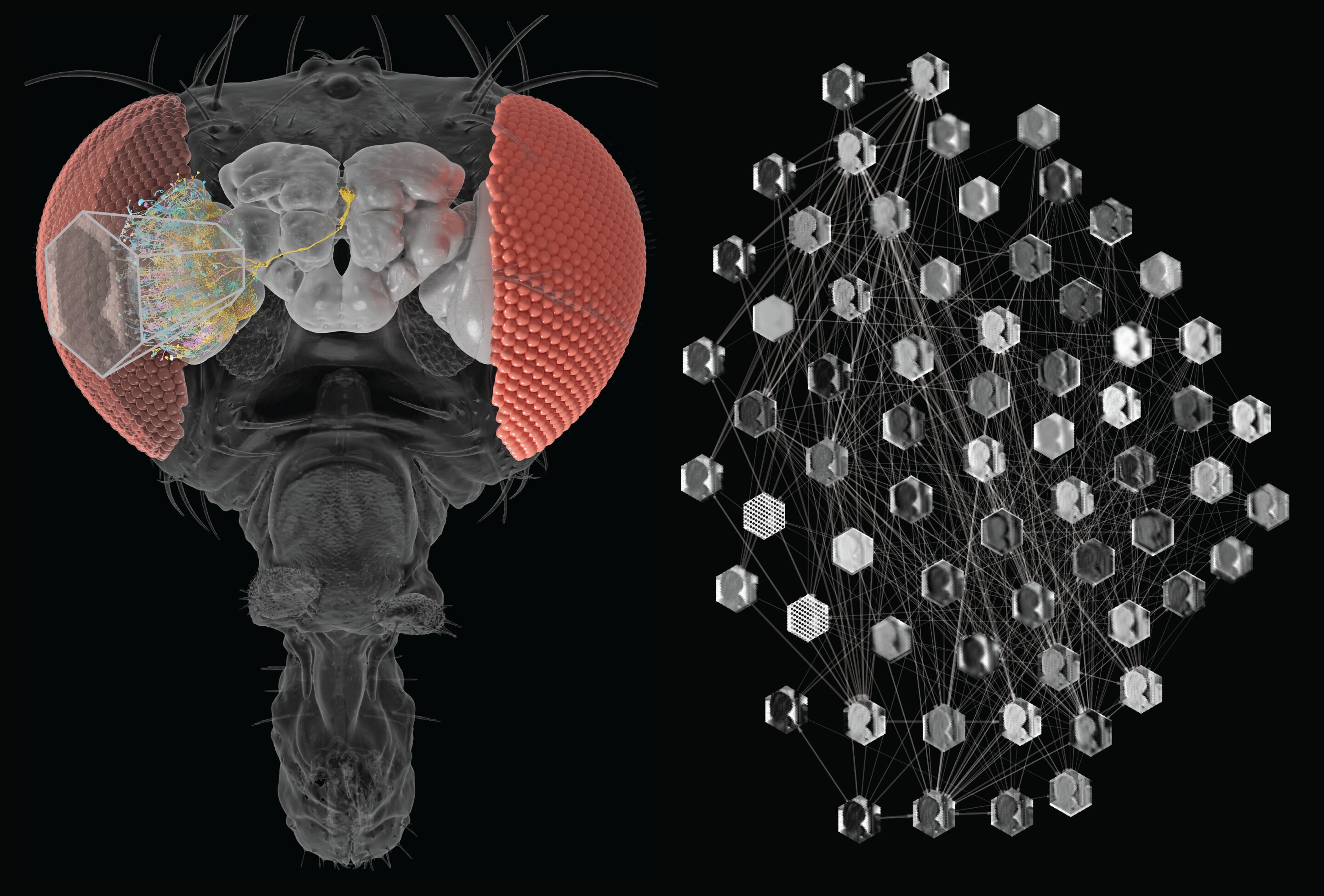 Researchers Combine the Power of AI and the Connectome to Predict Brain Cell Activity