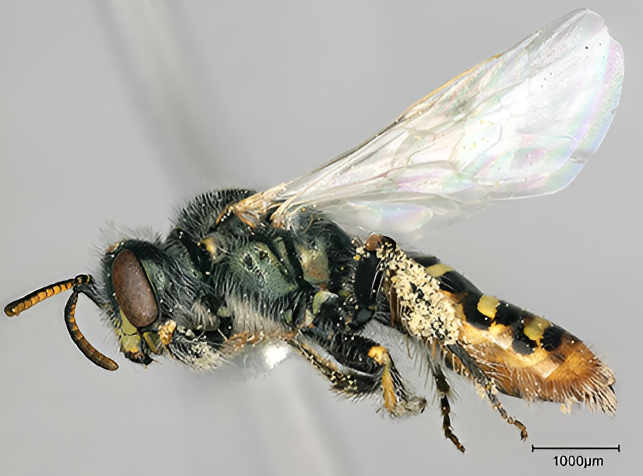 photo of Researchers develop near-chromosome-level genome for the Mojave poppy bee image