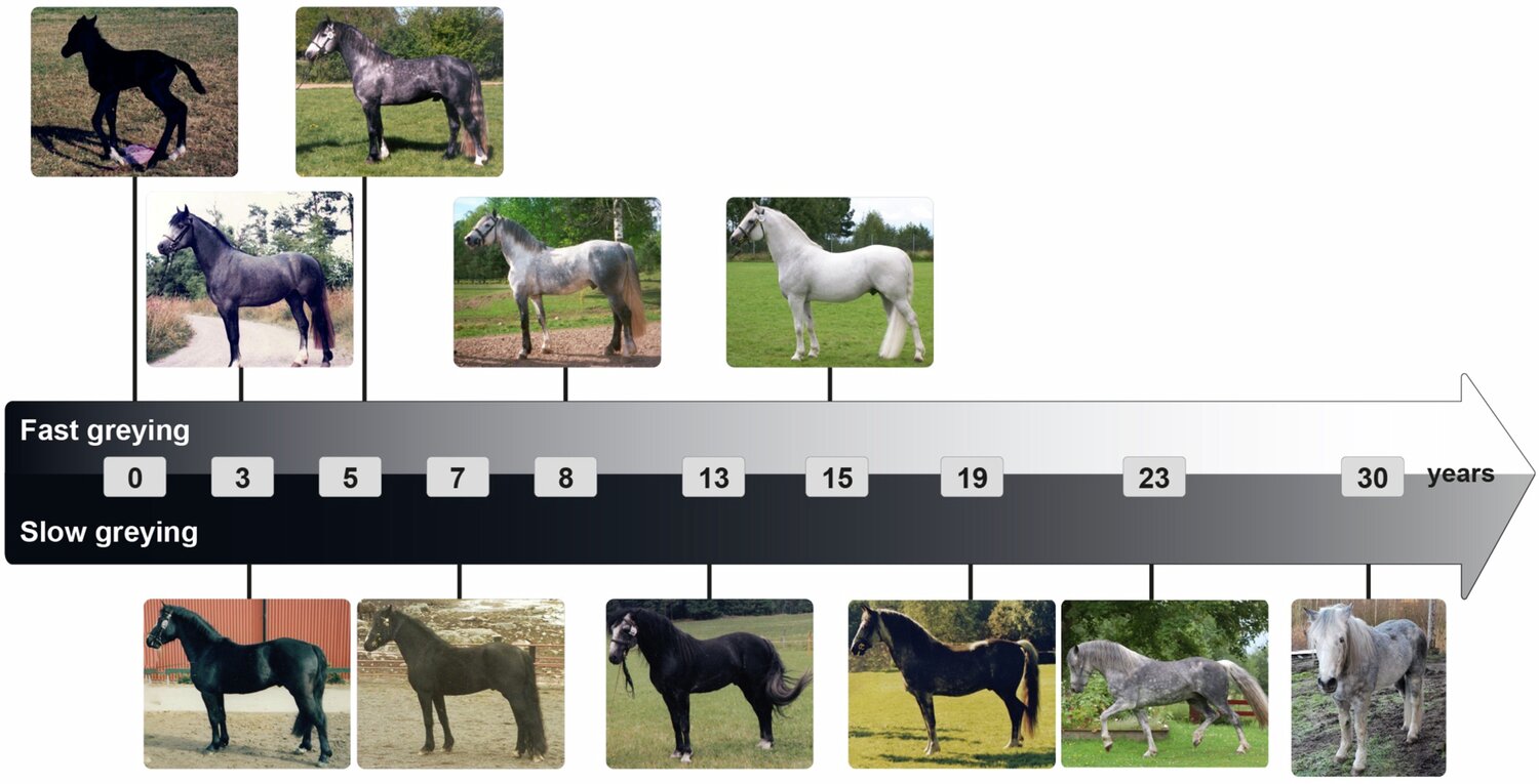 photo of Researchers find genetic variant for speed of hair graying, susceptibility to skin melanoma in horses image