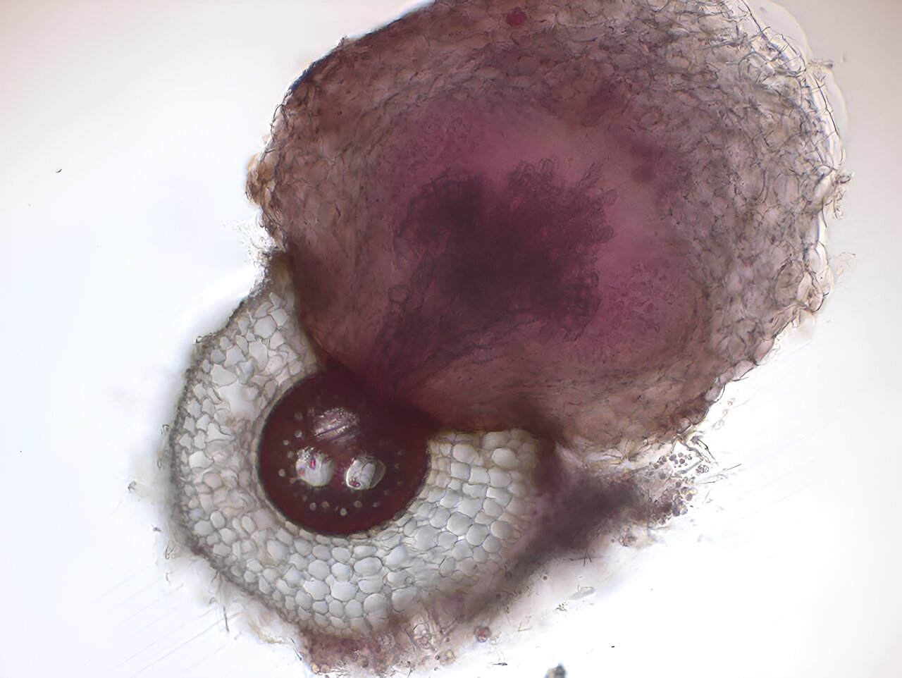 photo of Researchers identify microbes that help plants thwart parasite image