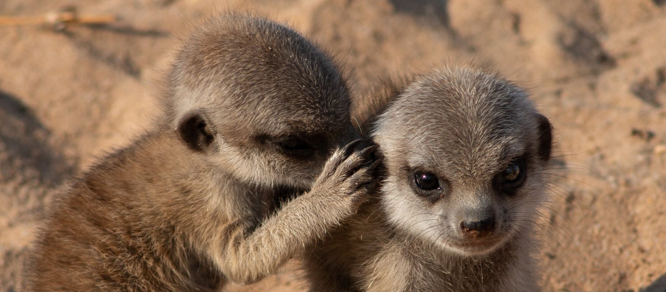 Researchers map meerkat chit-chat