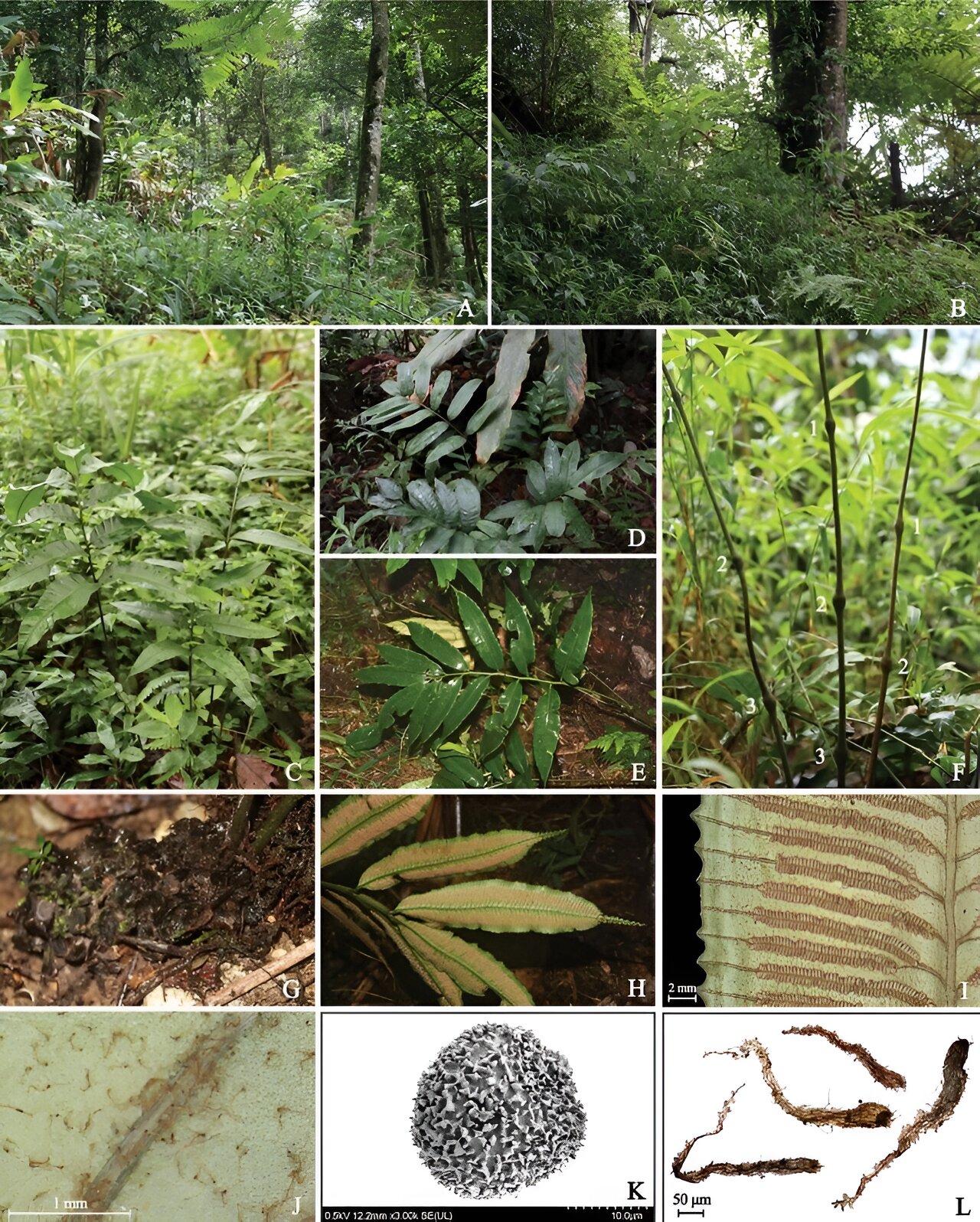 Researchers report new fern species from Yunnan, China