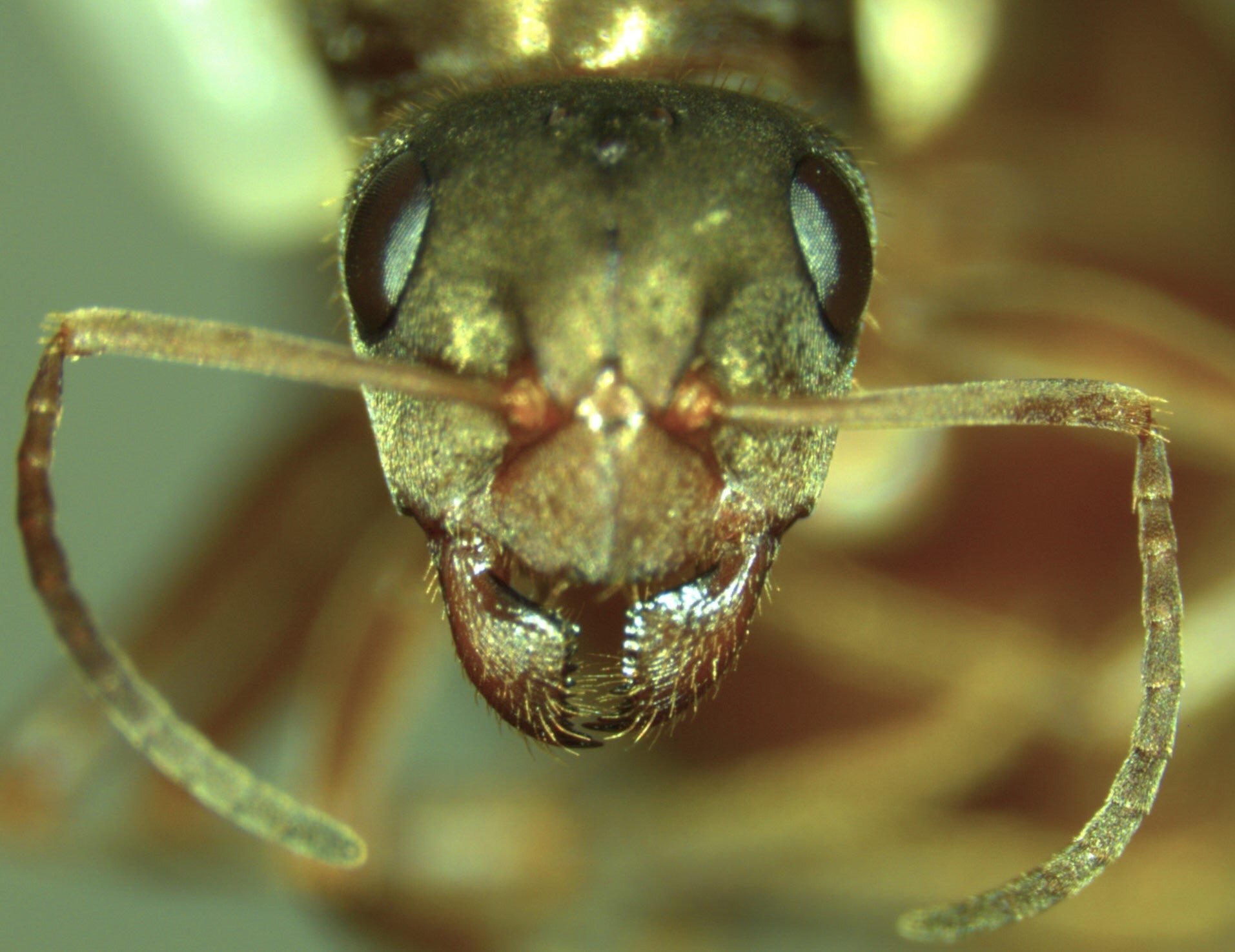 Supergene research solves the mystery of tiny ant queens