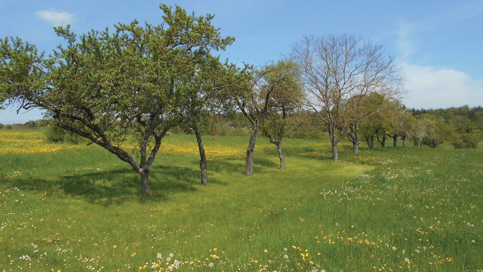 photo of Reviving Europe's orchard meadows: Researchers call for action image