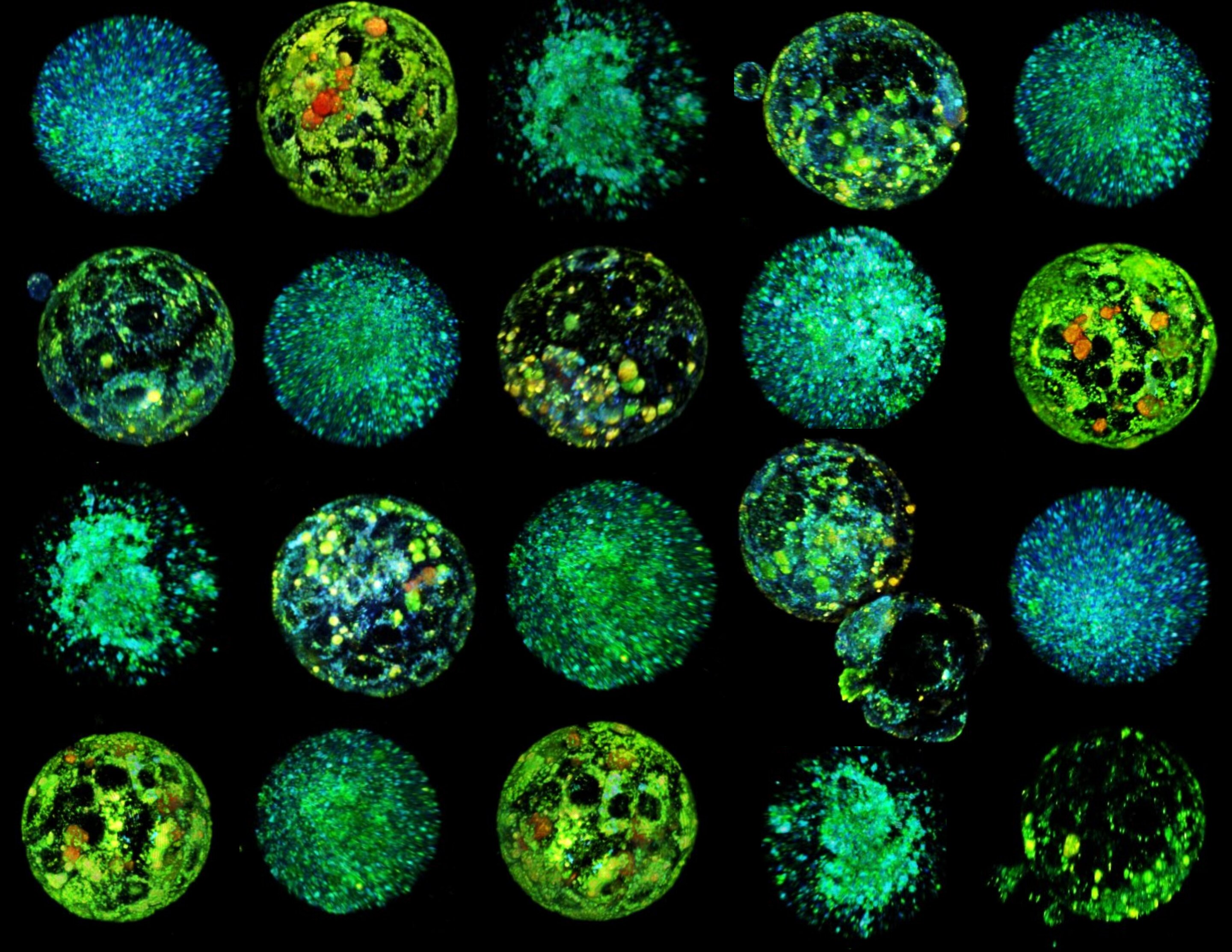 Nueva tecnología visualiza el metabolismo embrionario para mejorar el éxito de la FIV