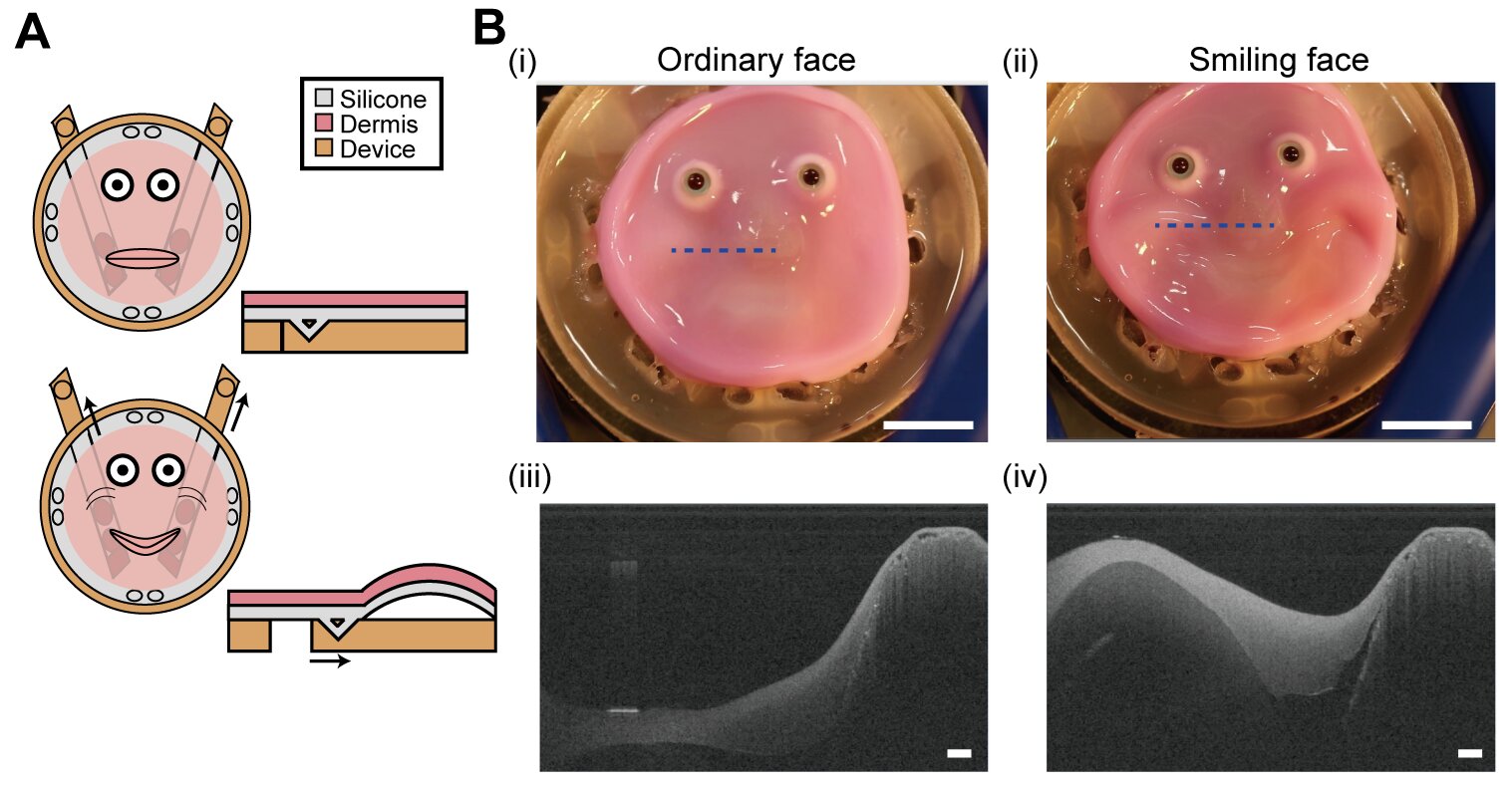The new anchoring method allows flexible skin tissue to conform to any shape it's attached to. In this case, a relatively flat robotic face is made to smile and the skin deforms without constraining the robot, returning to its original shape afterwards. Credit: 2024 Takeuchi et al. CC-BY-ND