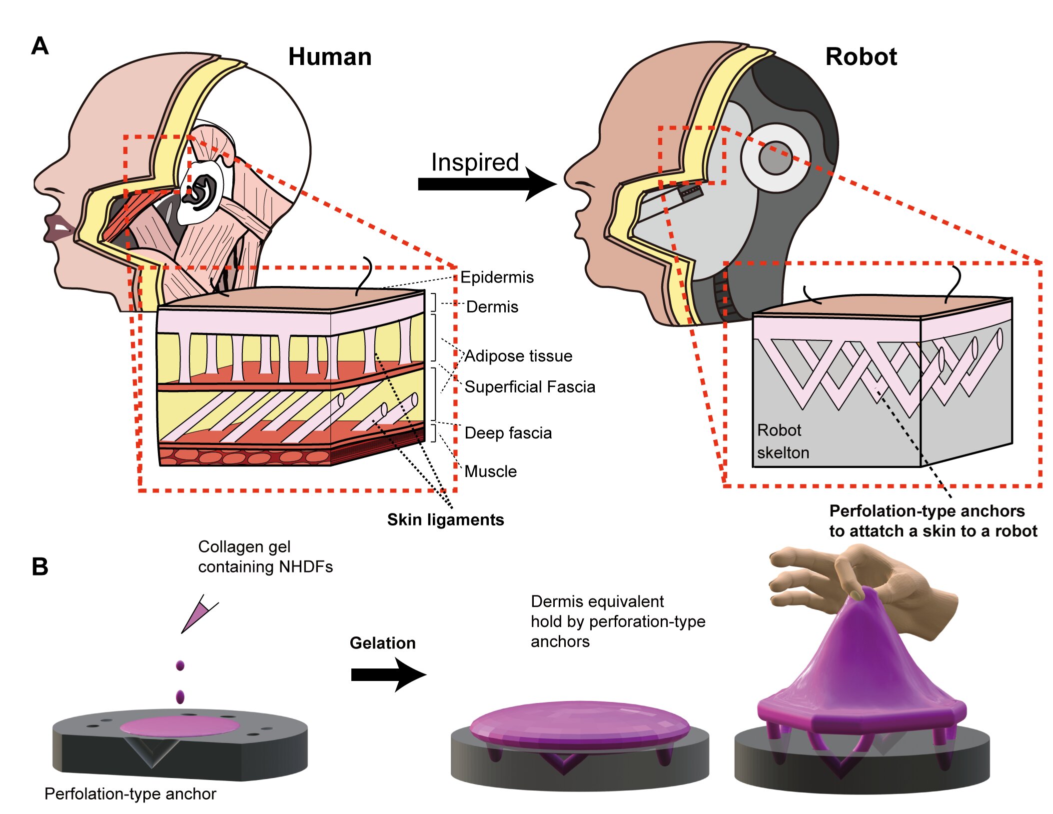 The engineered skin tissue and the way it adheres to the underlying complex structure of the robot's features were inspired by skin ligaments in human tissues. Credit: 2024 Takeuchi et al. CC-BY-ND