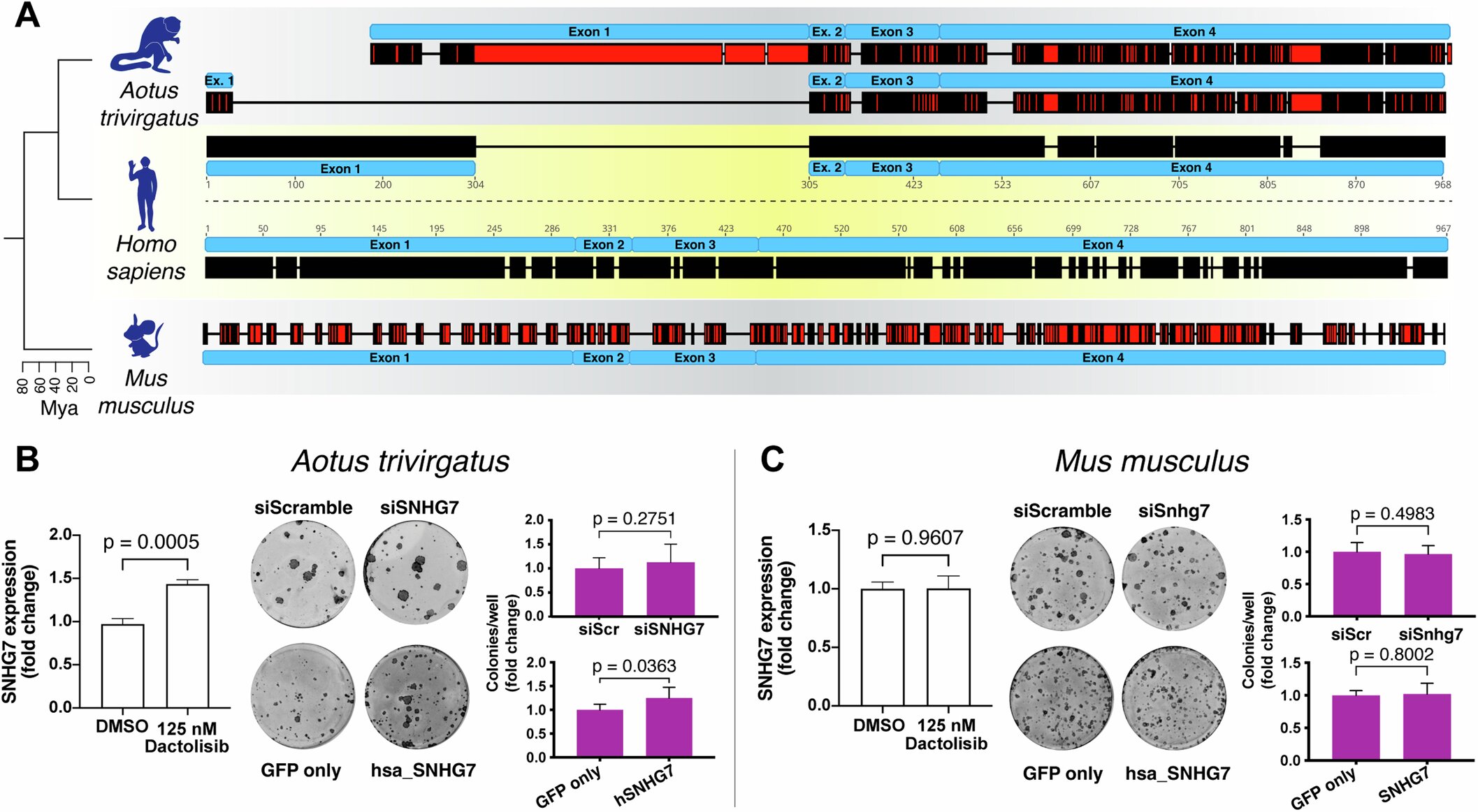 Role of long noncoding RNAs in skin provides important insights for evolution