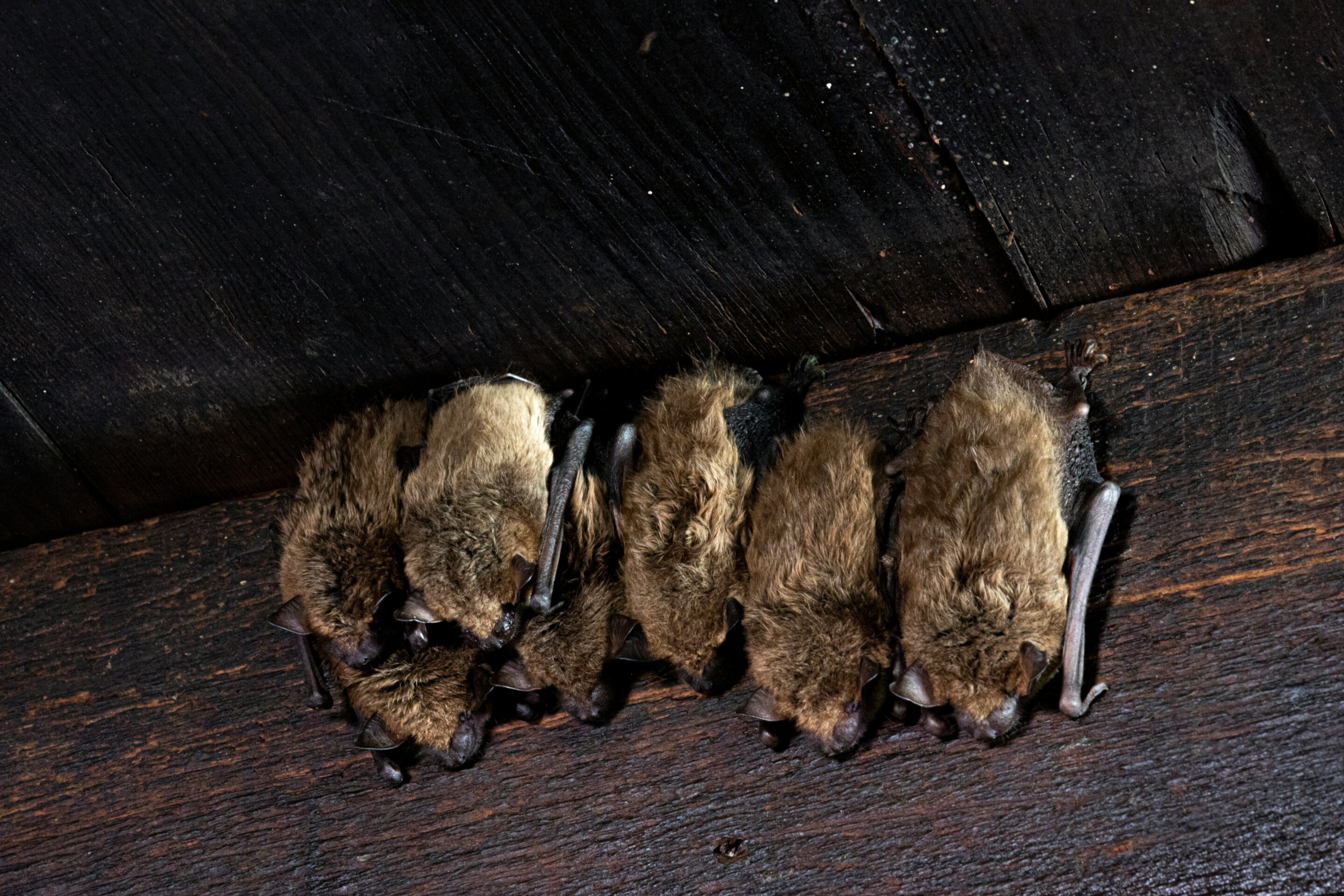 photo of New method makes finding bat roosts easier for conservationists image